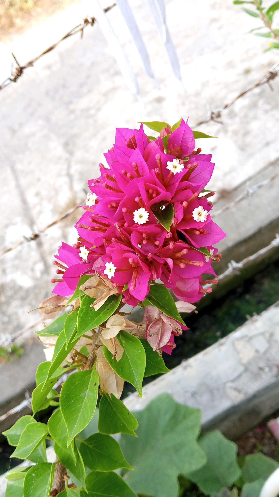 A bright pink bougainvillea flower cluster is the central focus of this medium-shot photograph. The flowers are a vibrant fuchsia color, with smaller white flowers interspersed within the larger blooms. The stems and leaves of the plant are a lush green. In the background, a barbed wire fence runs horizontally across the frame, with a concrete structure behind it. The ground appears to be a rough, light-colored surface. The overall impression is of a natural element contrasting with a man-made environment. The image appears to have been taken outdoors, possibly in a garden or a less-manicured area of a city.