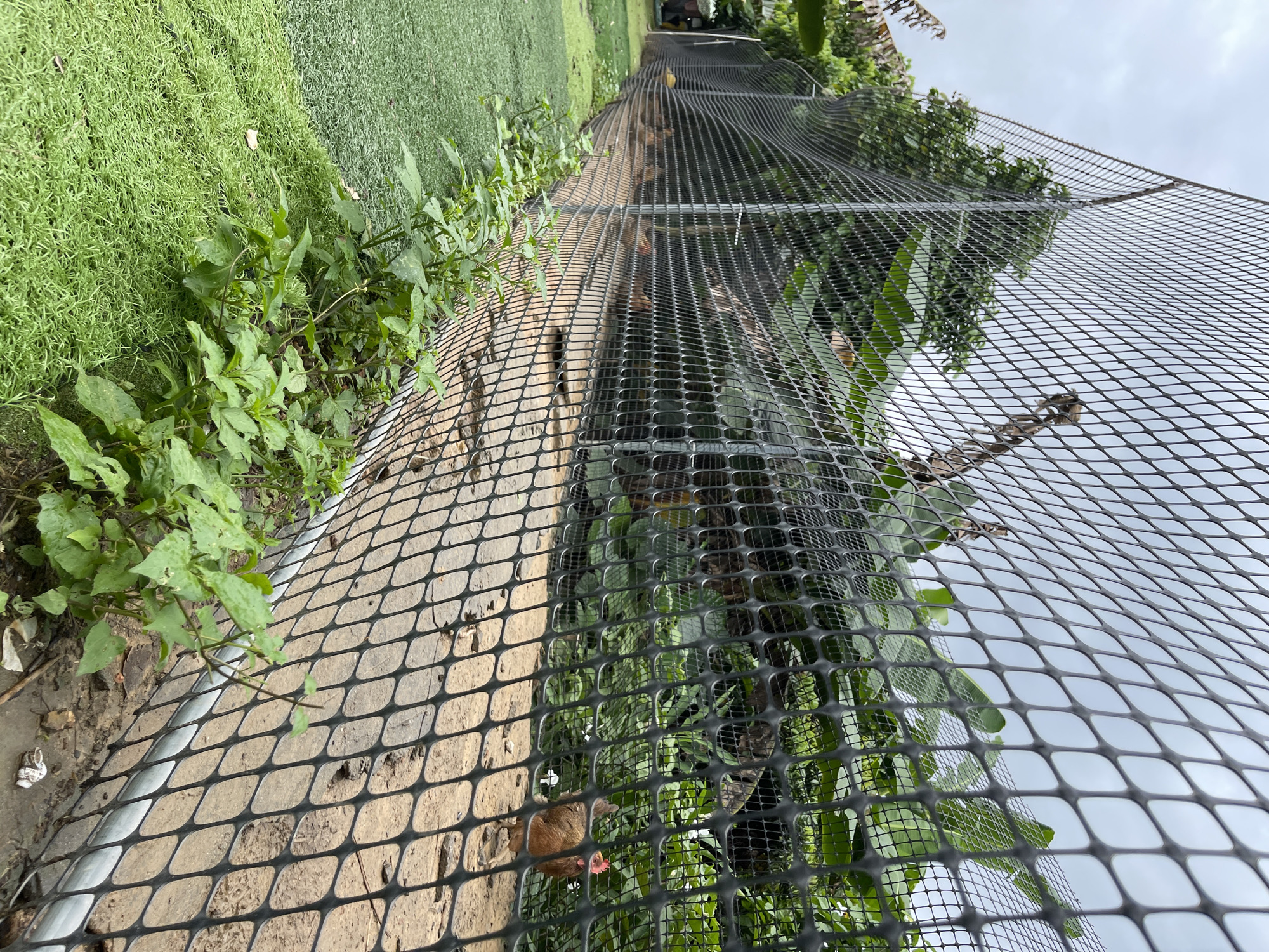 This image shows a chain-link fence with a black plastic mesh overlay, running along the side of a paved pathway. To the left of the fence is a patch of green, artificial turf, and beyond that, some wild green plants are growing. To the right of the fence, lush green foliage and trees are visible, suggesting a natural or garden-like setting. The pathway itself is made of light-colored, irregular paving stones. The sky above is overcast, indicating a cloudy day. The perspective is low and angled, looking along the fence line. A brown, furry object with a pink appendage is visible through the mesh on the ground in the foreground. Further down the path, through the mesh, several small yellow birds are perched on branches. The overall scene appears to be an outdoor enclosure, possibly a bird sanctuary or aviary, located in Panyu District, China. There is no visible text in the image.