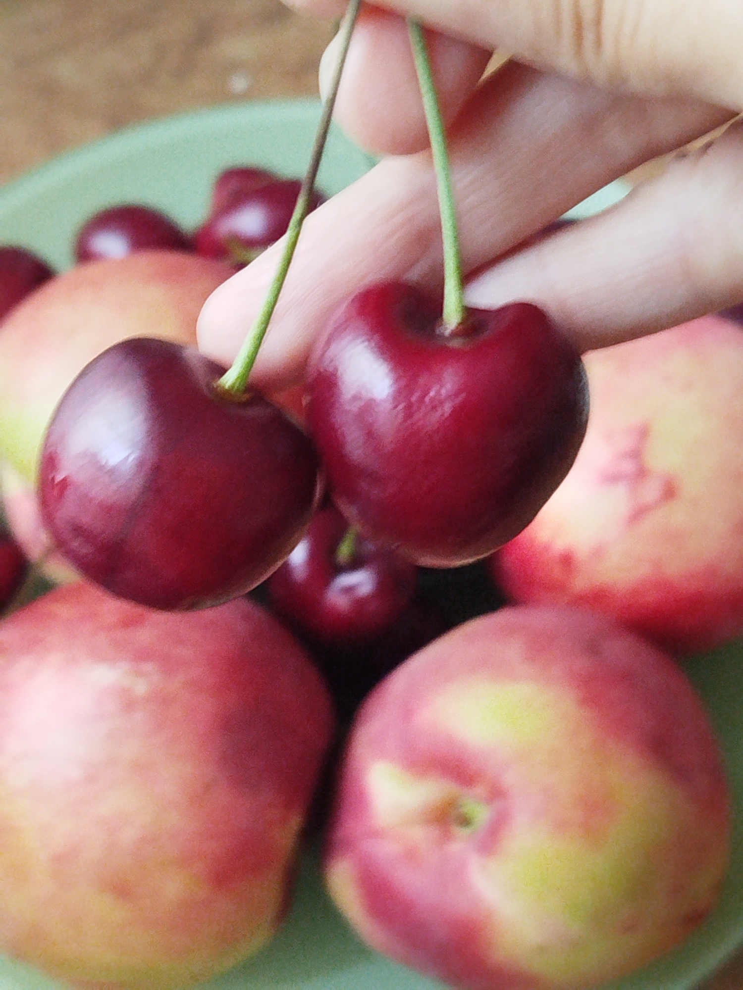 A close-up, overhead shot shows a person's hand holding two dark red cherries by their green stems. The cherries are plump and glossy, with a deep, rich color. In the background, out of focus, are several round, peachy-red fruits that appear to be nectarines or peaches, resting on a light green plate. The setting is indistinct, but the arrangement suggests a casual, domestic scene, possibly a kitchen or dining area. The lighting is soft and natural, highlighting the textures of the fruit. The scene is captured from a slightly elevated angle, looking down on the arrangement of fruit and the hand.