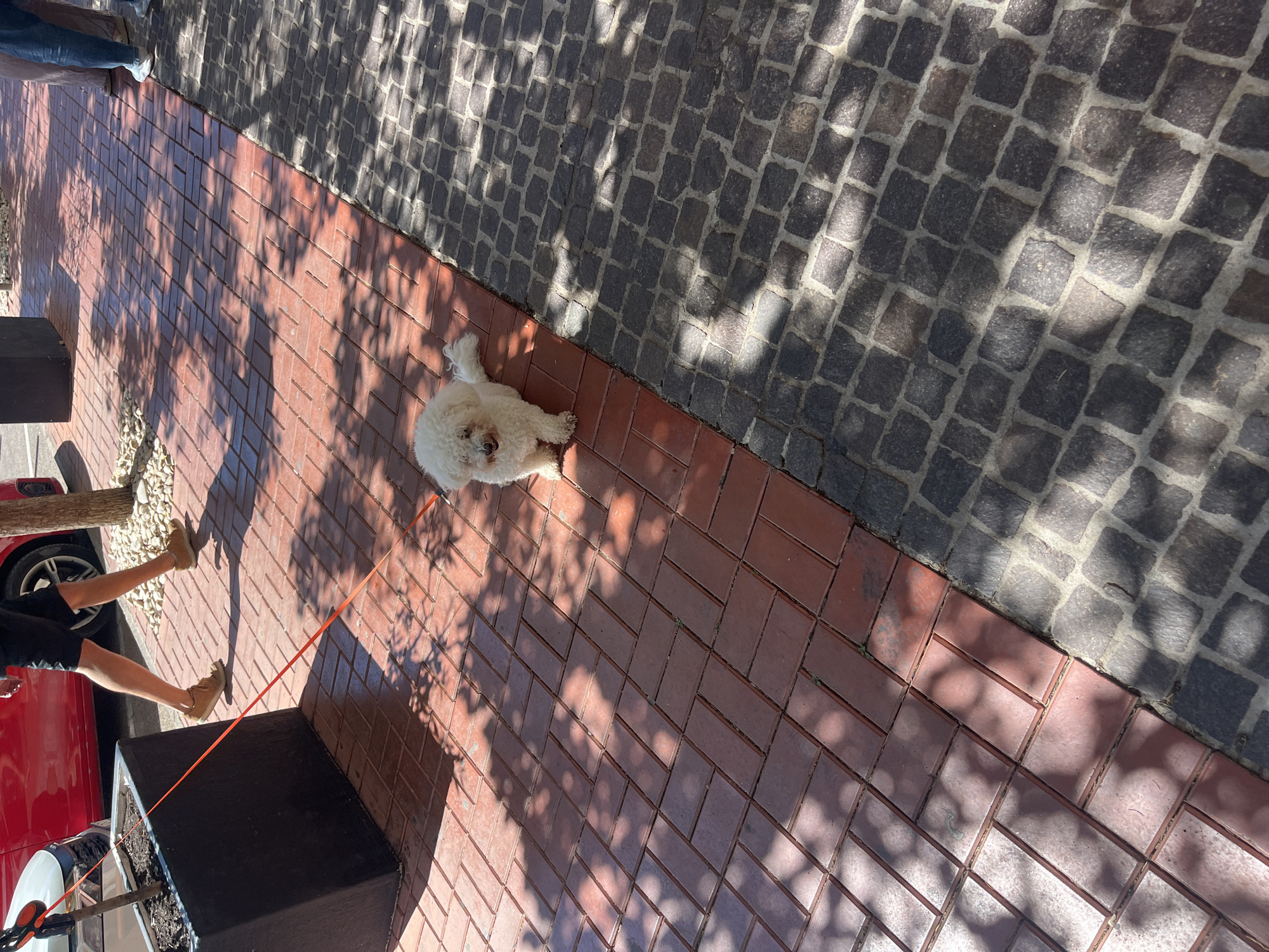 A small, white dog is lying down on a red brick sidewalk. The sidewalk borders a section of gray cobblestones, both of which are partially covered in dappled sunlight. A person's legs and feet are visible to the left of the dog, near a black planter box and a red car. An orange leash is attached to the dog. The image is taken outdoors on a sunny day. The location appears to be Budva, Montenegro based on the architecture and cobblestone style.