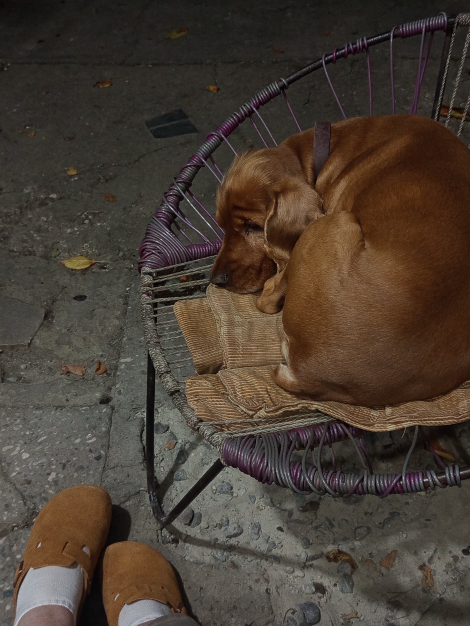 A medium-sized, brown-furred dog is sleeping curled up on a woven chair in what appears to be an outdoor setting at night. The dog is positioned on a striped cushion. In the foreground, a pair of brown suede clogs with white socks are visible, suggesting a person is present but out of frame. The ground is paved with concrete and scattered with fallen leaves. The environment suggests a casual, residential area, possibly a courtyard or patio. There are no other people or animals visible in the frame. The lighting suggests an artificial light source is present, casting shadows. The overall scene is calm and quiet.
