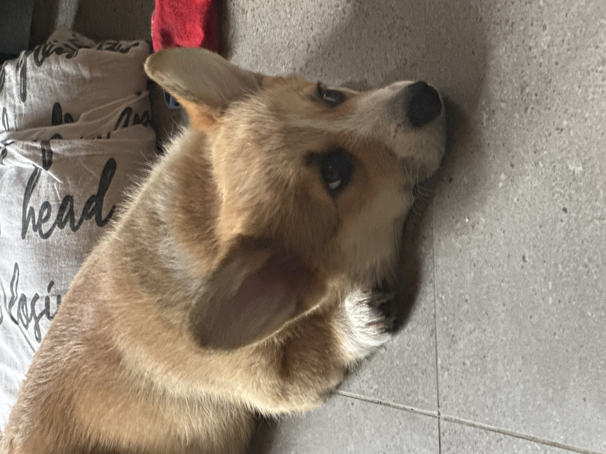 A corgi puppy rests on a gray tiled floor, its head turned to the right. The puppy has tan and white fur, with large erect ears. Behind the puppy, a folded white cloth with black lettering and a red object are visible. The lighting suggests an indoor setting, with sunlight casting shadows.