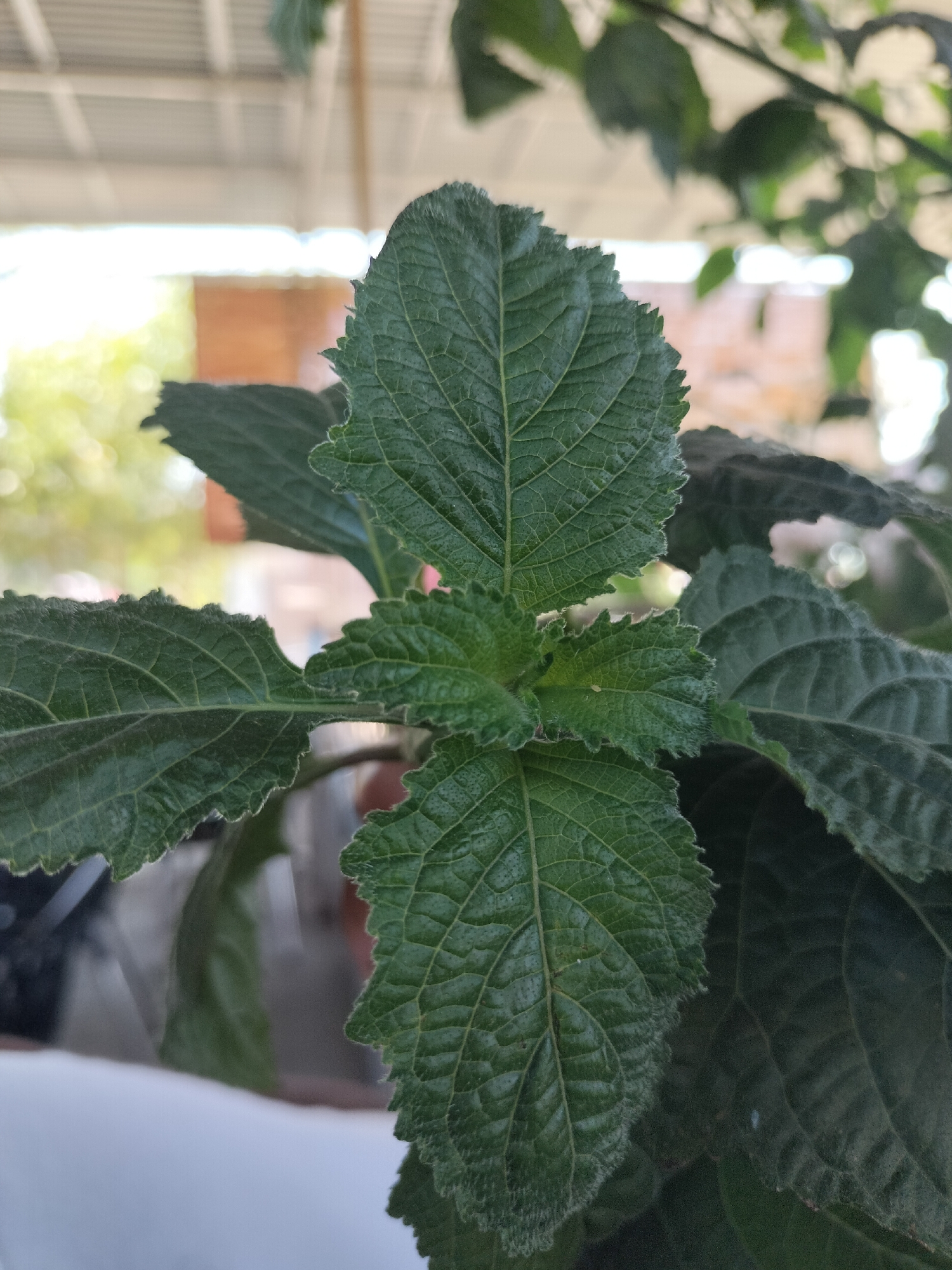 A close-up shot of the leaves of a green plant, likely situated outdoors. The plant's leaves have a textured surface and serrated edges. The backdrop is slightly blurred, showing what appears to be the edge of a building or structure under a shaded roof. It is difficult to pinpoint its exact location in Matang, Indonesia, without further context or visual cues from the environment.