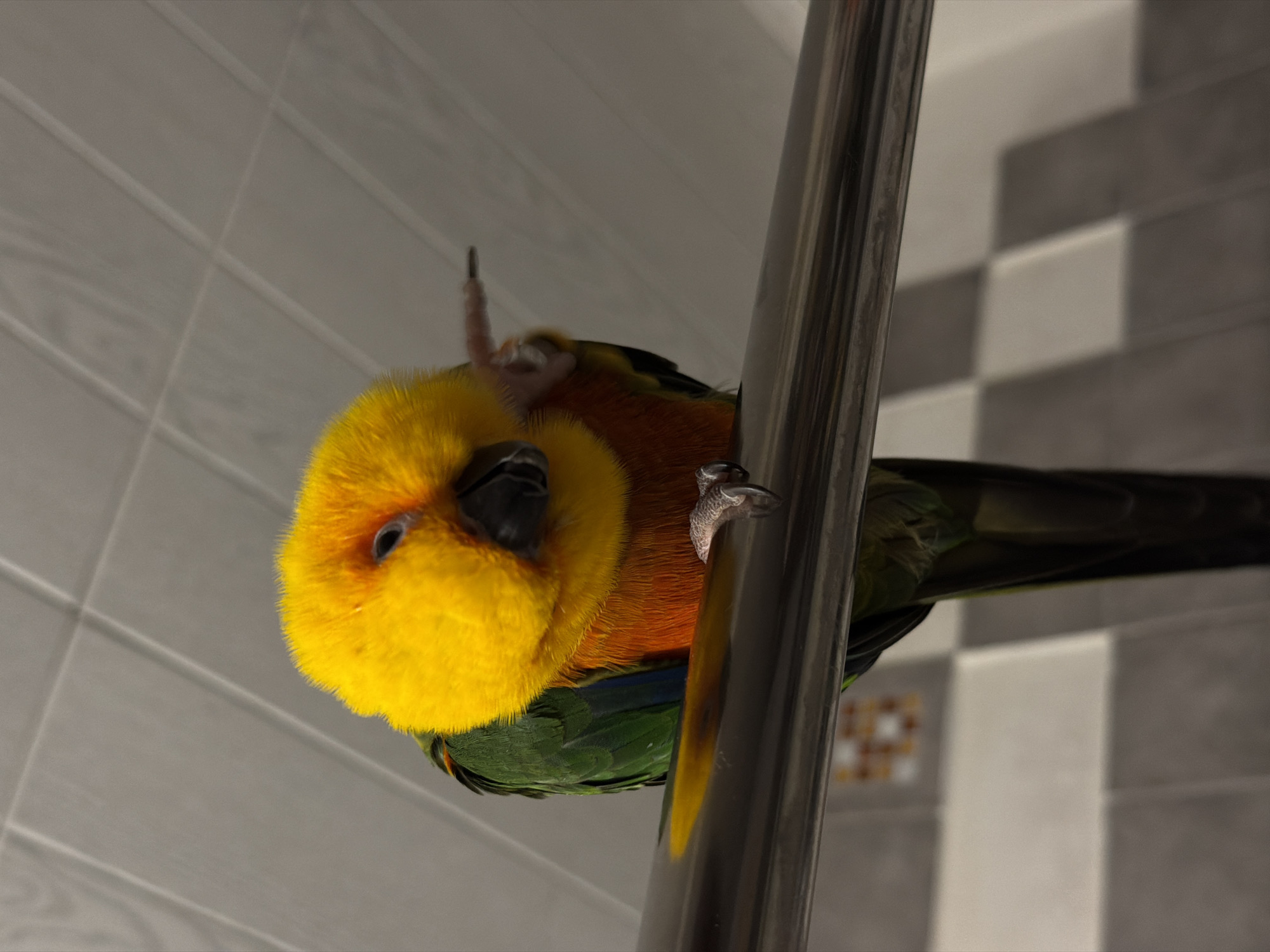 A yellow-headed bird is perched on a vertical silver pole. The bird has green feathers on its body and wings. Its head is bright yellow, and it has orange feathers around its face. The bird is holding onto the pole with its claws. The background is a wall with light gray and white tiles.