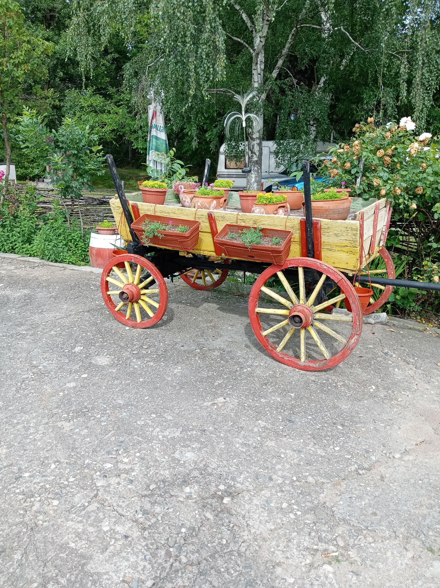 An old, weathered wooden wagon, painted yellow with red accents, is filled with potted plants and sits on a gravel surface. The wagon has large, spoked wheels, also painted red and yellow. In the background, lush green trees and bushes create a natural setting. A white camper trailer is visible behind the wagon, and a white and red barrel sits to the left. There are no people in the image. The scene appears to be outdoors, possibly in a garden or a rustic setting.