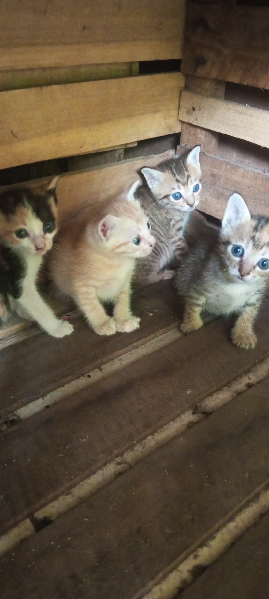 Four kittens are sitting on a wooden floor in what appears to be a makeshift enclosure constructed from wooden planks. The kitten on the far left has a calico coat pattern with patches of black, white, and orange. Next to it, a pale orange kitten with faint tabby markings is looking to its right. In the background, a tabby kitten with blue eyes is peering forward, and to its right, another tabby kitten with blue eyes is looking directly at the camera. The enclosure is made of light-colored wooden planks, some of which appear weathered. The floor is made of dark wooden planks with noticeable gaps between them. The overall environment suggests a rustic or outdoor setting. This scene is located in Lubangbuaya, Indonesia.