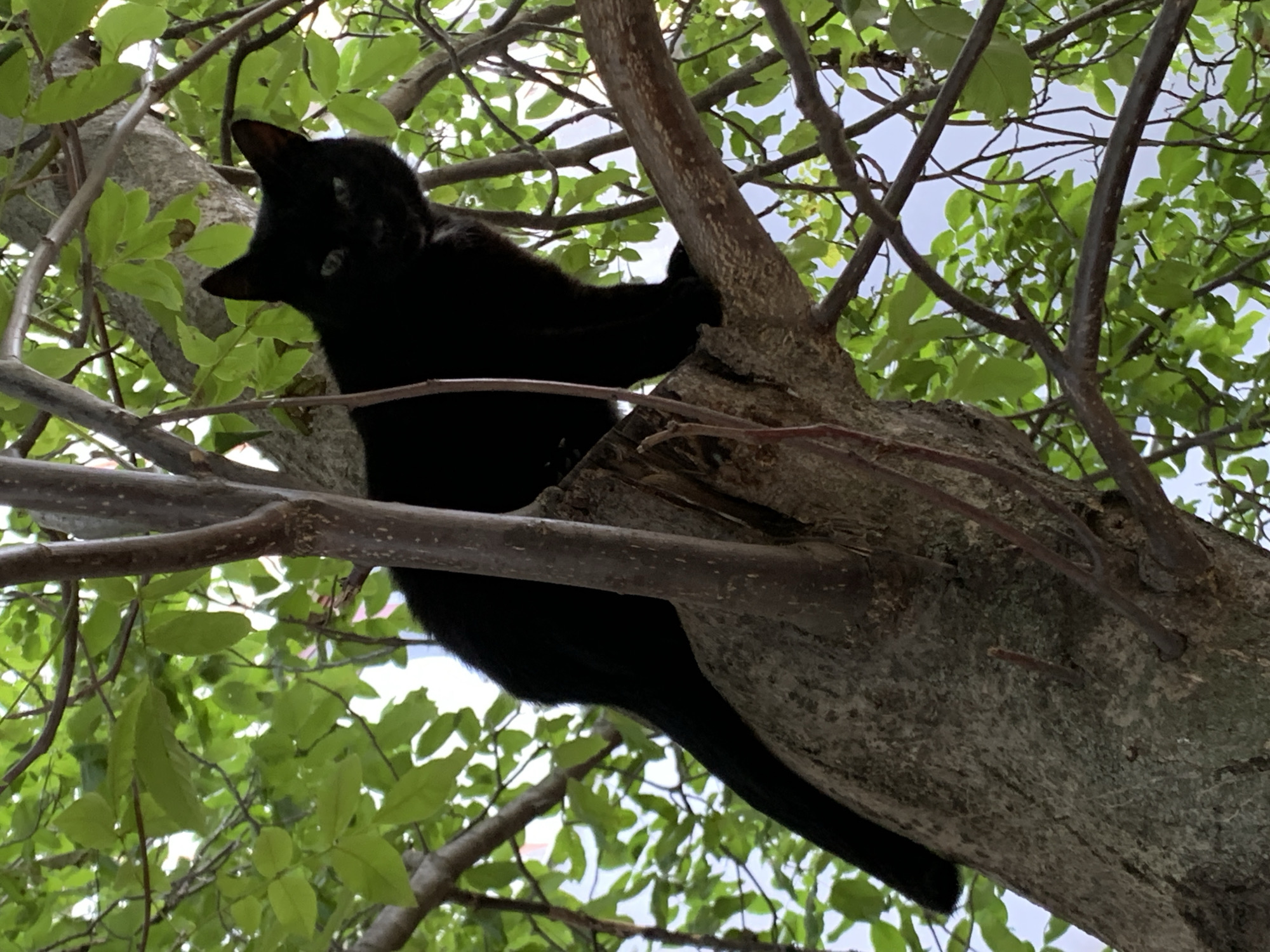 A black cat sits perched on a thick branch of a tree, its body angled to the right. The cat’s fur is sleek and black, and its green eyes are visible. It is surrounded by abundant green leaves and branches, indicating it is outdoors in a natural setting. The branches are dark brown and textured, with some thinner branches extending upwards and to the sides. The background shows glimpses of a light blue sky through the foliage. The lighting suggests it is daytime, with sunlight filtering through the leaves. No humans are present in the image. The overall scene is peaceful and depicts a common domestic animal in a natural environment. There is no information in the image that allows for the localization of the city of Bila Tserkva, Ukraine.