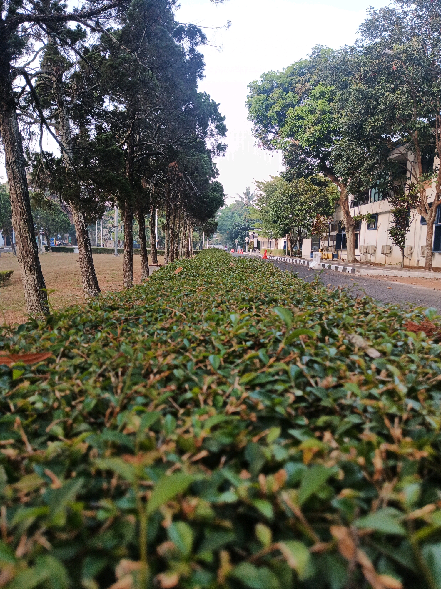 The image captures an outdoor scene along a paved road in Bandung City, Indonesia. In the foreground, a meticulously maintained hedge of green bushes stretches across the frame, with some brown and yellowing leaves visible, suggesting the presence of autumn or natural shedding. Beyond the hedge, a line of tall, slender trees with rough bark stands on a grassy area. These trees are spaced evenly, creating a natural border. Further in the background, a road with black and white painted curbs is visible, separating the green space from a modern building. The building features white walls, numerous windows, and external air conditioning units. The sky is overcast, indicating a diffused natural light. There are no people or animals clearly visible in the image. The overall impression is one of a well-kept, possibly institutional or residential area, with a focus on landscaping and architectural elements.