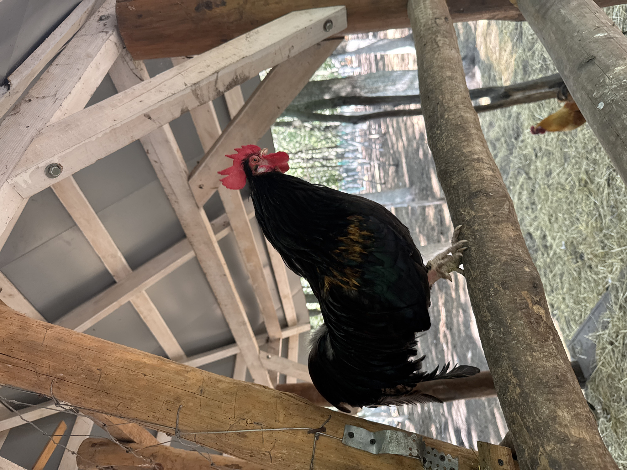 In Orlivshchyna, Ukraine, a black rooster with a red comb and wattles is perched on a rough-hewn wooden beam within a rustic, open-sided structure. The rooster is positioned in the center-left of the frame, facing to the right. Its plumage is predominantly black, with iridescent green and gold highlights on its back and tail feathers. The rooster's legs and feet are a pale yellow. The wooden beam it stands on is horizontal and textured.
Behind the rooster, the structure's roof is visible, supported by wooden beams and rafters. The roofing material appears to be corrugated metal. The background shows a shaded outdoor environment with trees and dappled sunlight. On the ground beneath the structure, hay or straw is spread out. A second, smaller rooster, predominantly yellow and brown, is partially visible in the lower right background, also standing on straw. The overall scene suggests an agricultural or rural setting.