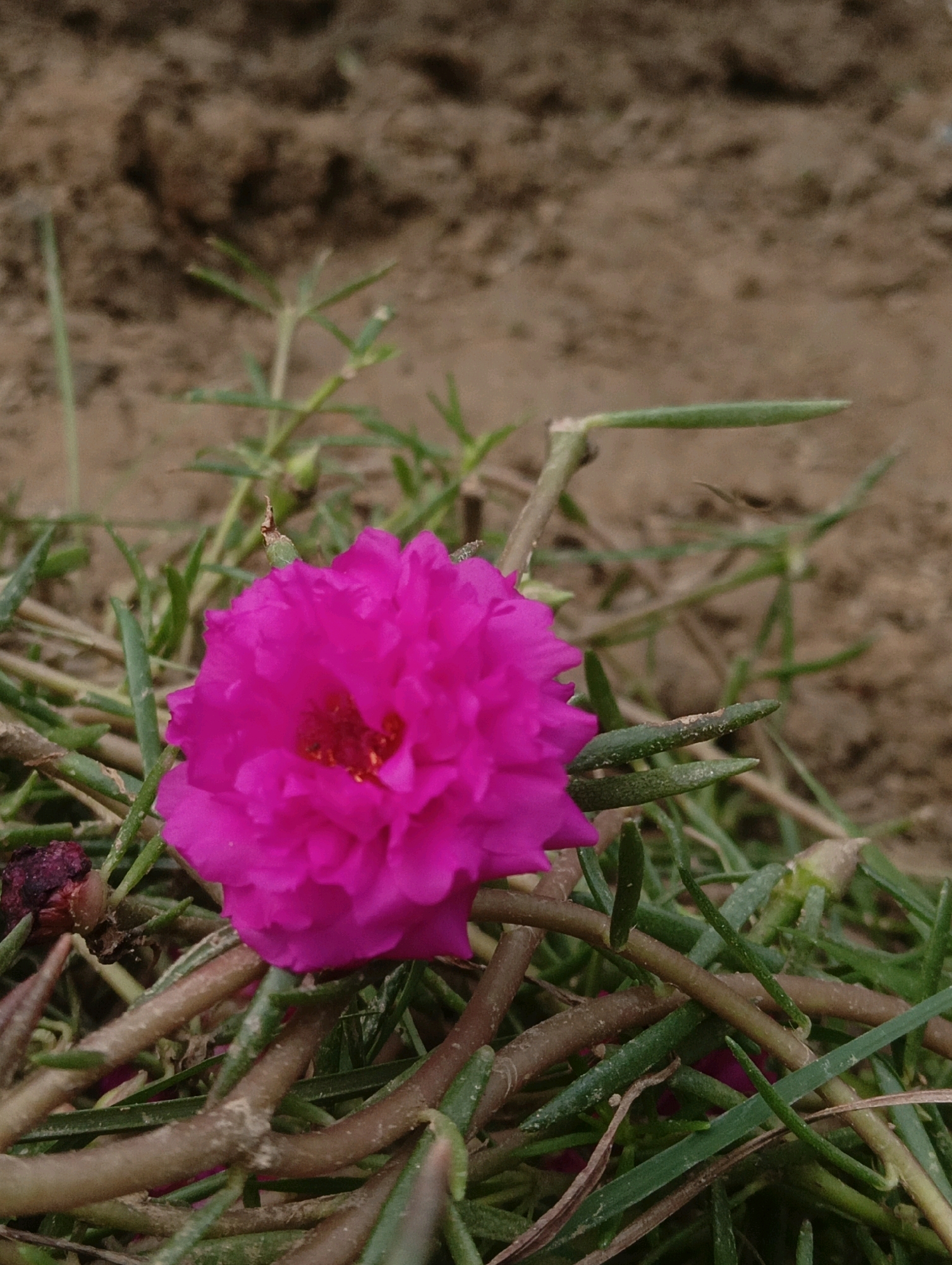 An extreme close-up shot features a single, fully bloomed, vibrant pink flower with multiple delicate petals. The flower's center is a deeper red, and its petals are tightly packed and ruffled, creating a dense texture. It is surrounded by a bed of thin, green grass and brown, twig-like stems. Some of these stems are thick and twisted, while others are thin and elongated. In the upper portion of the image, the background is blurred, revealing a textured, brown surface that appears to be dry soil. In the lower-left corner of the frame, a small, dark, berry-like object is partially visible. The lighting is soft, and the overall impression is of a natural, outdoor environment.