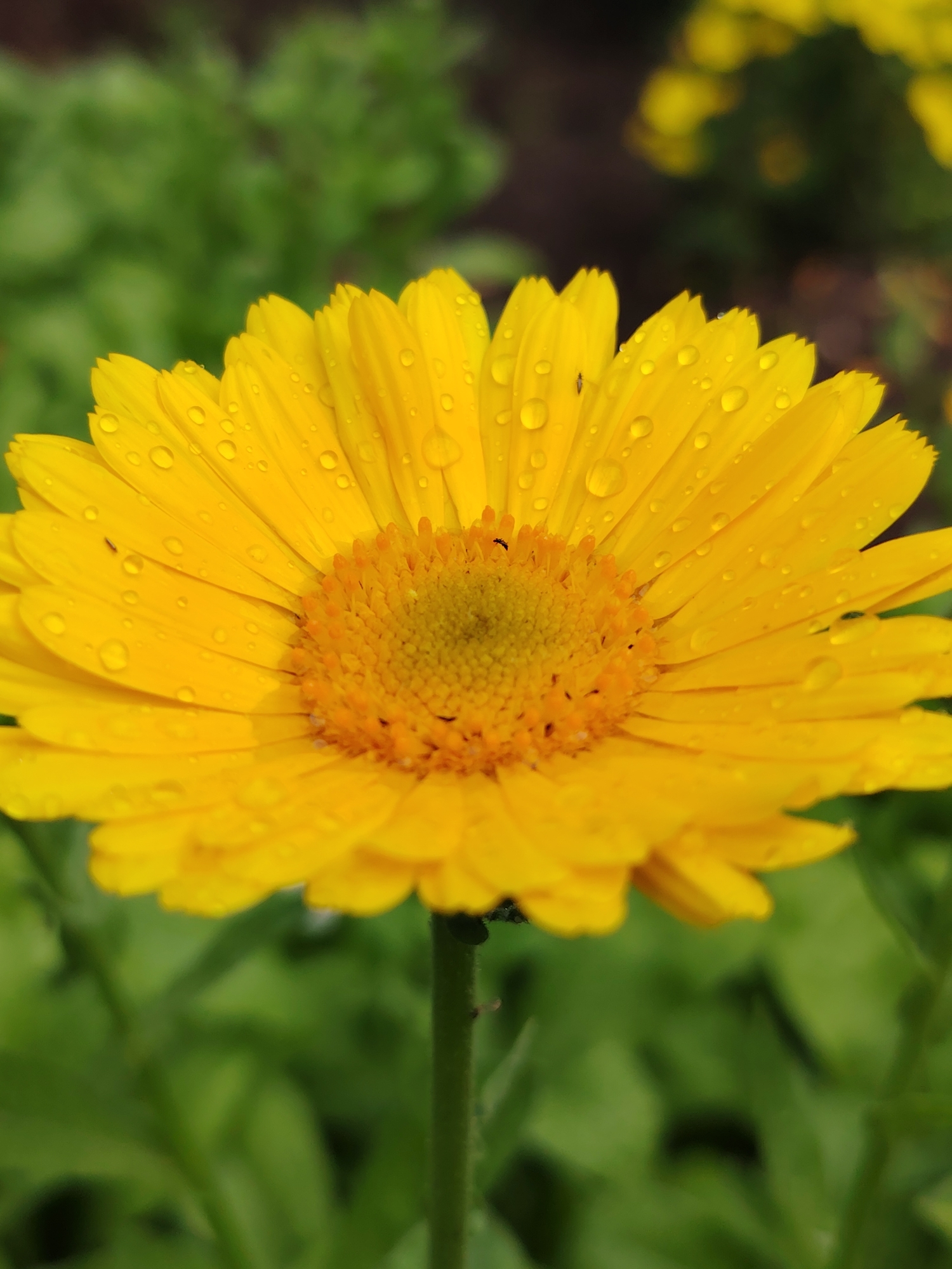 This is a close-up, vertical shot of a vibrant yellow daisy with water droplets on its petals. The flower is the primary subject, filling most of the frame. Its center is a disc of smaller, more tightly packed orange-yellow florets, surrounded by numerous ray florets, each elongated and slightly curved. The petals are glossy and reflect light, with several clear water droplets scattered across their surface, suggesting recent rain or dew. A tiny black insect, possibly an aphid, is visible on one of the petals near the center.
The background is softly blurred, consisting of green foliage, indicating the flower is growing outdoors. The blur creates a shallow depth of field, drawing all attention to the sharp details of the daisy. The lighting appears to be natural, possibly overcast or diffused, as there are no harsh shadows, and the colors are rich and saturated. The overall mood is serene and natural, highlighting the delicate beauty of the flower after a watering.
There is no visible text in the image. The location context of Chaikovsky, Russia, and the presence of a common garden flower like a daisy suggest a natural or cultivated outdoor setting, perhaps a garden or park. The time of day is indeterminate due to the diffused light.