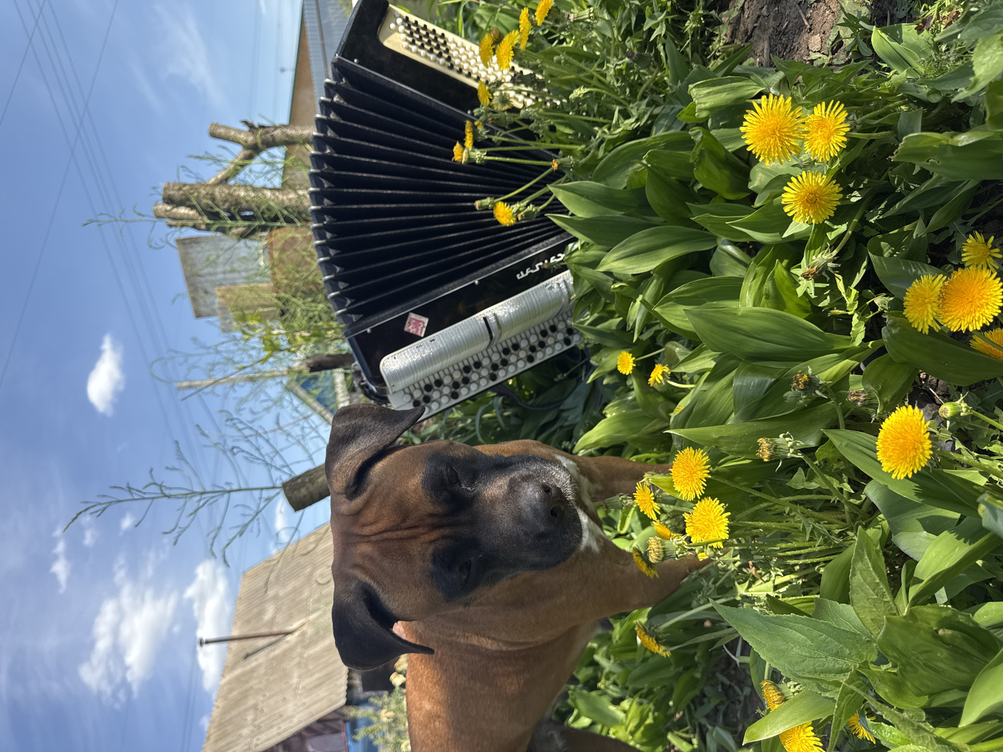 A tan-colored boxer dog is nestled among green foliage and bright yellow dandelions. Behind the dog is a black accordion. In the background, there's a blue sky with scattered clouds and a glimpse of wooden and metallic structures. The location is likely Chaikovsky, Russia, based on the image's origin.