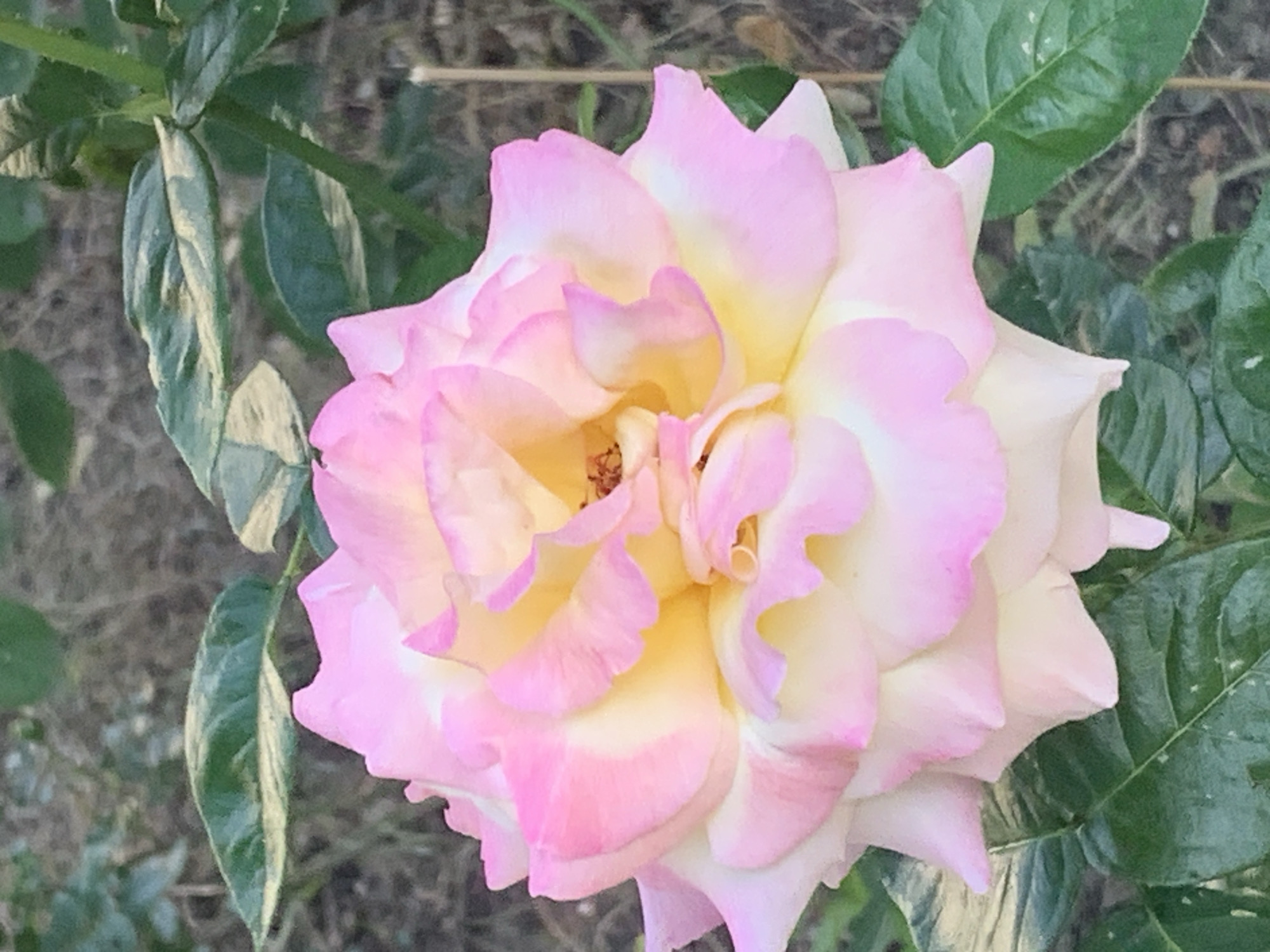 An extreme close-up shot focuses on a single, fully bloomed rose. The rose has pale pink outer petals that gradually transition to a creamy yellow towards the center. The petals are layered and ruffled, with delicate pink edges. The center of the rose is a deeper yellow and appears to have some brown pistils. Dark green, textured leaves with a slightly variegated pattern are visible in the background and frame the bottom and sides of the rose. The background is blurred and consists of muted brown and green tones, suggesting an outdoor, natural setting. There are no people or man-made objects visible in the image. The location is unknown.