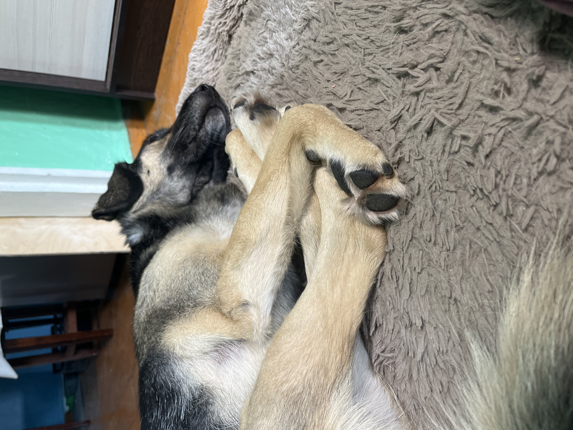 This is a close-up, overhead shot of a dog sleeping on a shaggy gray rug. The dog is a German Shepherd mix, with tan and black fur. Its paws are crossed over its chest, and its head is tilted back, showing its snout and closed eyes. The dog appears relaxed and comfortable.
In the background, to the left of the dog, is a piece of furniture with a dark brown frame and a light-colored door. Below the furniture is a mint green wall. To the right of the dog, the shaggy gray rug continues. The flooring in the bottom left of the image appears to be wooden. The scene suggests an indoor setting, likely a home. The lighting is dim, indicating it could be nighttime or a dimly lit room. The overall mood is peaceful and cozy. There is no visible text in the image.