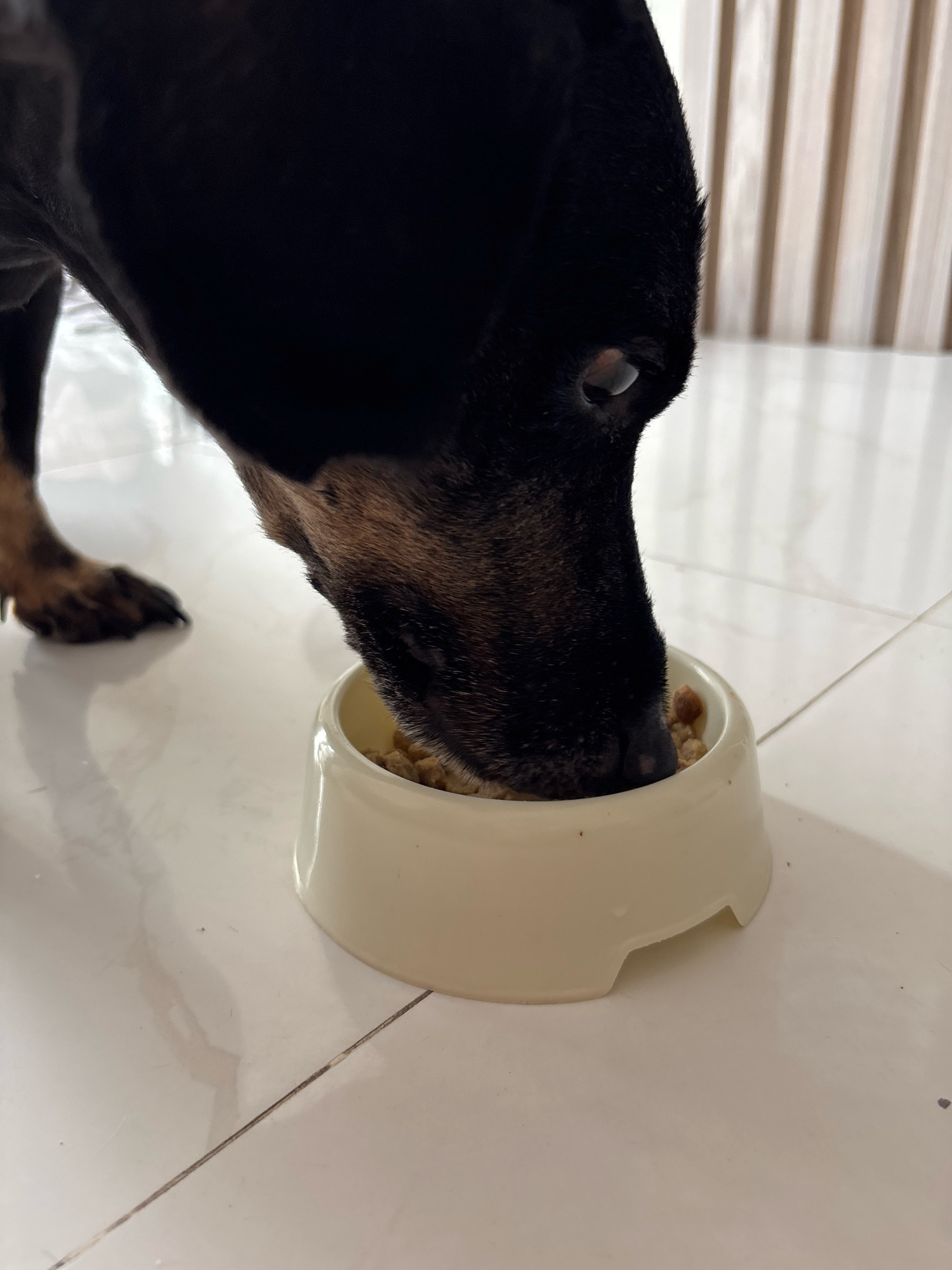 A black and tan dog is eating from a light-colored bowl on a white tiled floor. The dog's head is down, focused on its food, with its muzzle inside the bowl. To the left of the bowl, a portion of the dog's front paw is visible. In the background, vertical, light-colored blinds are present. The floor appears to be slightly wet or reflective. The scene is indoors, and based on the visual cues and common tile patterns, it is likely a domestic setting in Nha Trang, Vietnam.