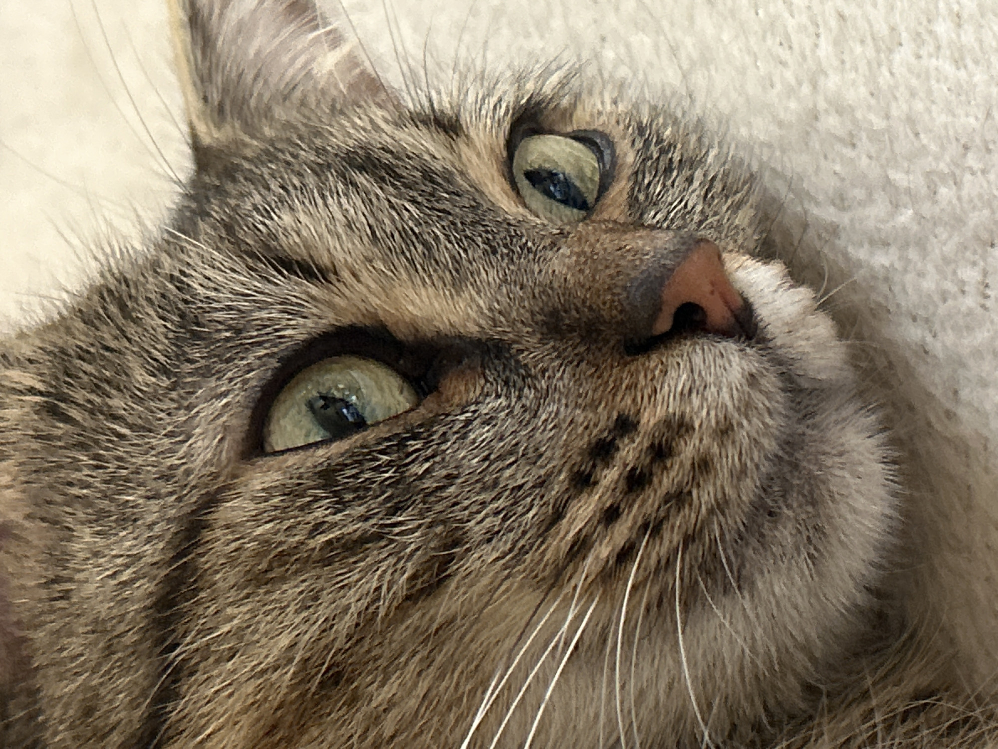 A close-up, diagonal view captures the upper half of a domestic cat's head. The cat has a tabby coat pattern, exhibiting a blend of brown, tan, grey, and darker brown stripes and spots across its fur. Its fur appears soft and finely textured. Both eyes are visible, presenting a greenish-yellow iris color with vertical, slightly dilated pupils. Subtle reflections are present within the eyes. A small, pinkish-brown nose is situated towards the lower-center left of the frame. Multiple prominent white whiskers extend outwards from the muzzle area. The cat's chin and a portion of its lower jaw are visible, covered in lighter fur. The background is uniformly out of focus, appearing as a light-colored, possibly off-white or cream-toned, soft textile surface, indicative of a blanket, carpet, or similar material. The cat appears to be at rest, with its gaze directed slightly upwards and to the right within the frame.