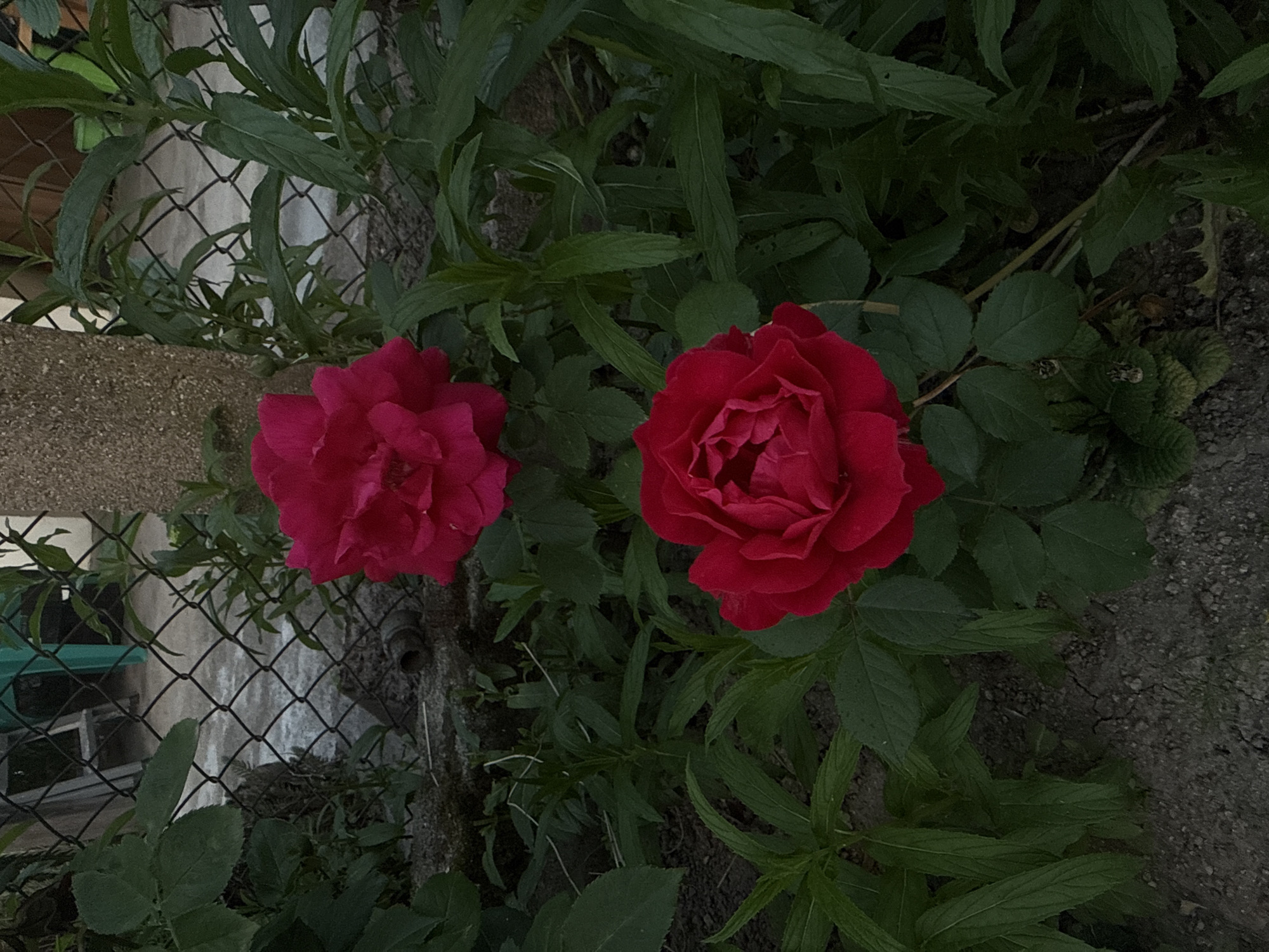 Two red roses bloom amidst green foliage. A wire fence is partially visible in the background. The location is speculated to be in the city of Bogdan, Bulgaria. The immediate environment appears to be a garden or unkempt yard. The scene is dimly lit.