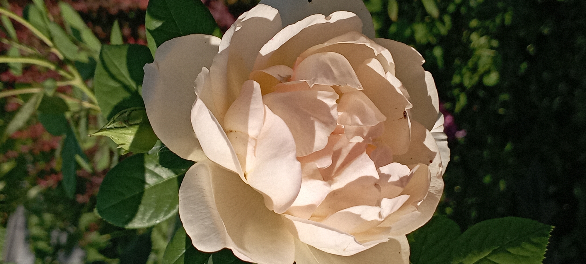 A close-up shot captures a light-colored rose in full bloom against a blurred background of green foliage and hints of reddish-brown plants. The rose, with its layered petals, is bathed in sunlight, creating soft shadows and highlighting its delicate texture. A green rosebud is visible to the upper left of the main flower, suggesting an ongoing bloom cycle. The scene appears to be an outdoor garden, possibly in Radisne, Ukraine, where the natural light and plant life create a serene atmosphere. The focus is solely on the flower, with no people or human activity depicted.
