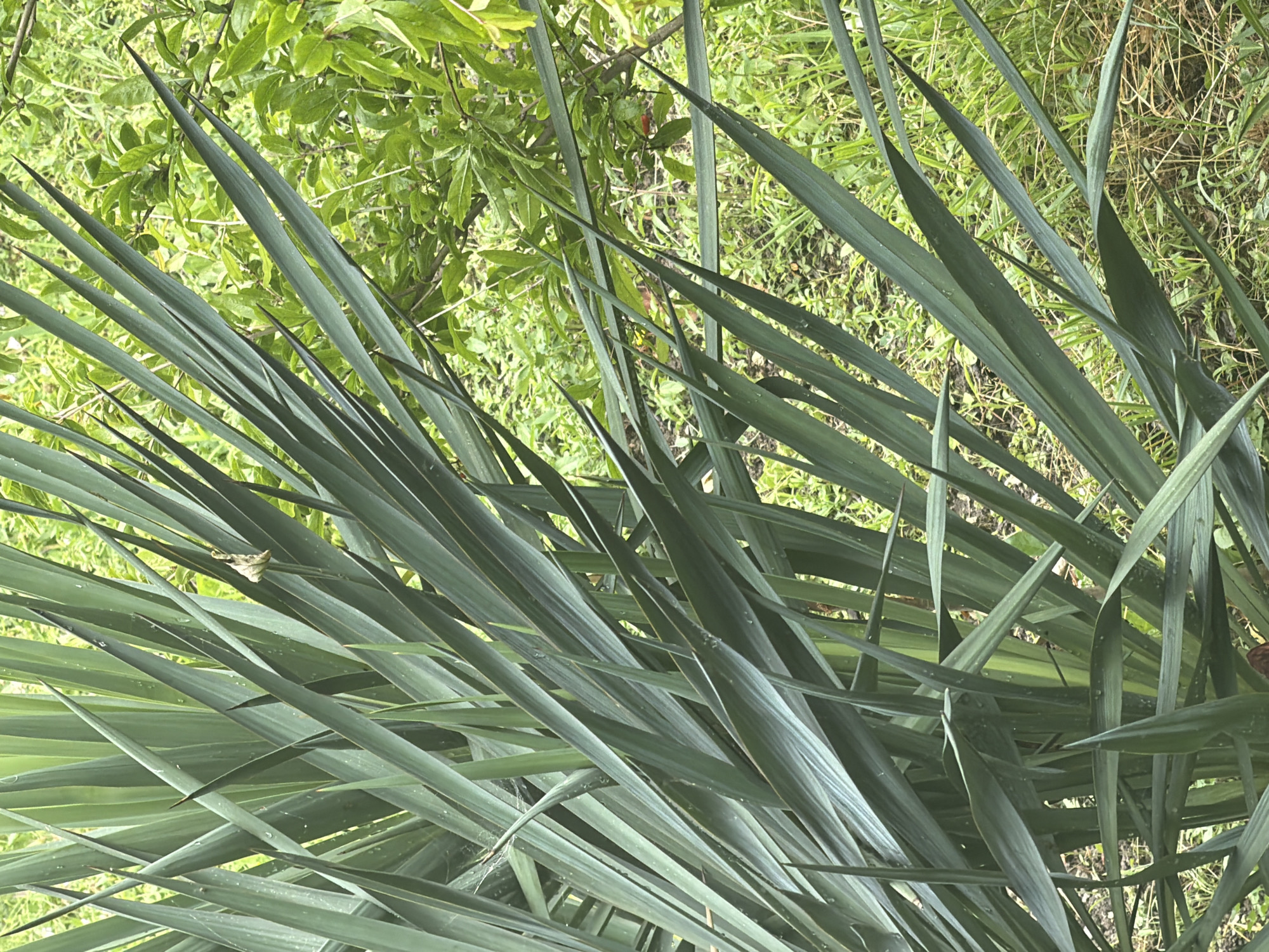 The image is a close-up, vertically oriented photograph of a dense clump of long, dark green, sword-shaped leaves, likely from a yucca plant. The leaves are sharp and pointed, and they overlap and fan out in various directions, creating a layered effect. Some of the leaves have water droplets on them, suggesting recent rain or dew. In the background, out of focus, is a lush green environment with more foliage and some patches of earth and dry grass. The lighting is soft and natural, indicating it was taken outdoors in daylight. There are no people or animals visible in the image. The scene appears to be a natural or semi-natural outdoor setting, possibly a garden or park in Sochi, Russia, given the presence of similar vegetation in the region.