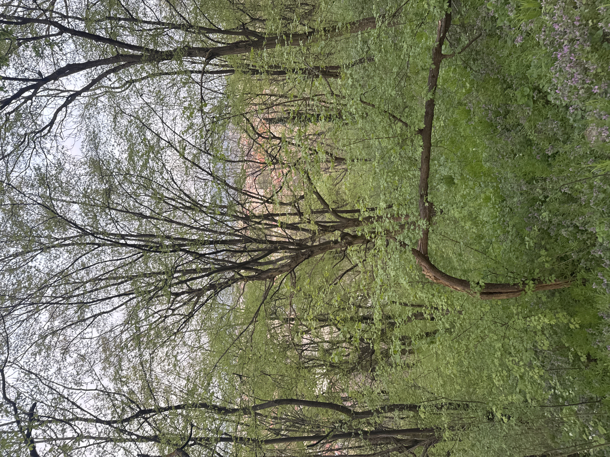 The image shows a dense woodland scene. The location is likely Montana, Bulgaria, but this is not explicitly confirmed. The focus is on a grove of trees, with thin branches and small green leaves. The trees are mostly bare trunks with dense foliage high up, creating a canopy effect. The ground level appears covered in grass and some flowering plants, possibly lavender. The sky is visible through the branches in the upper left of the frame. There are no people visible.