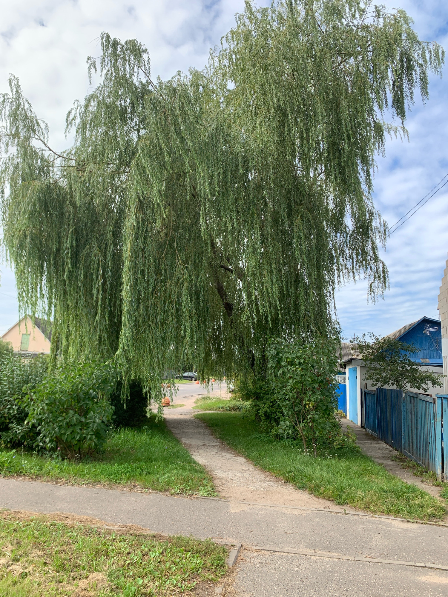 A weeping willow tree with its branches hanging low dominates the center of the image, obscuring part of a pathway and a view of the street beyond. The pathway, made of gravel and concrete, leads into the distance. To the right of the pathway, a bright blue wooden fence borders a property with a blue-roofed building. On the left side of the image, there is a paved sidewalk and a grassy area with bushes. In the background, a light-colored house with a gabled roof is visible. The sky above is partially cloudy. The scene appears to be a residential street in the city of Minsk, Belarus.