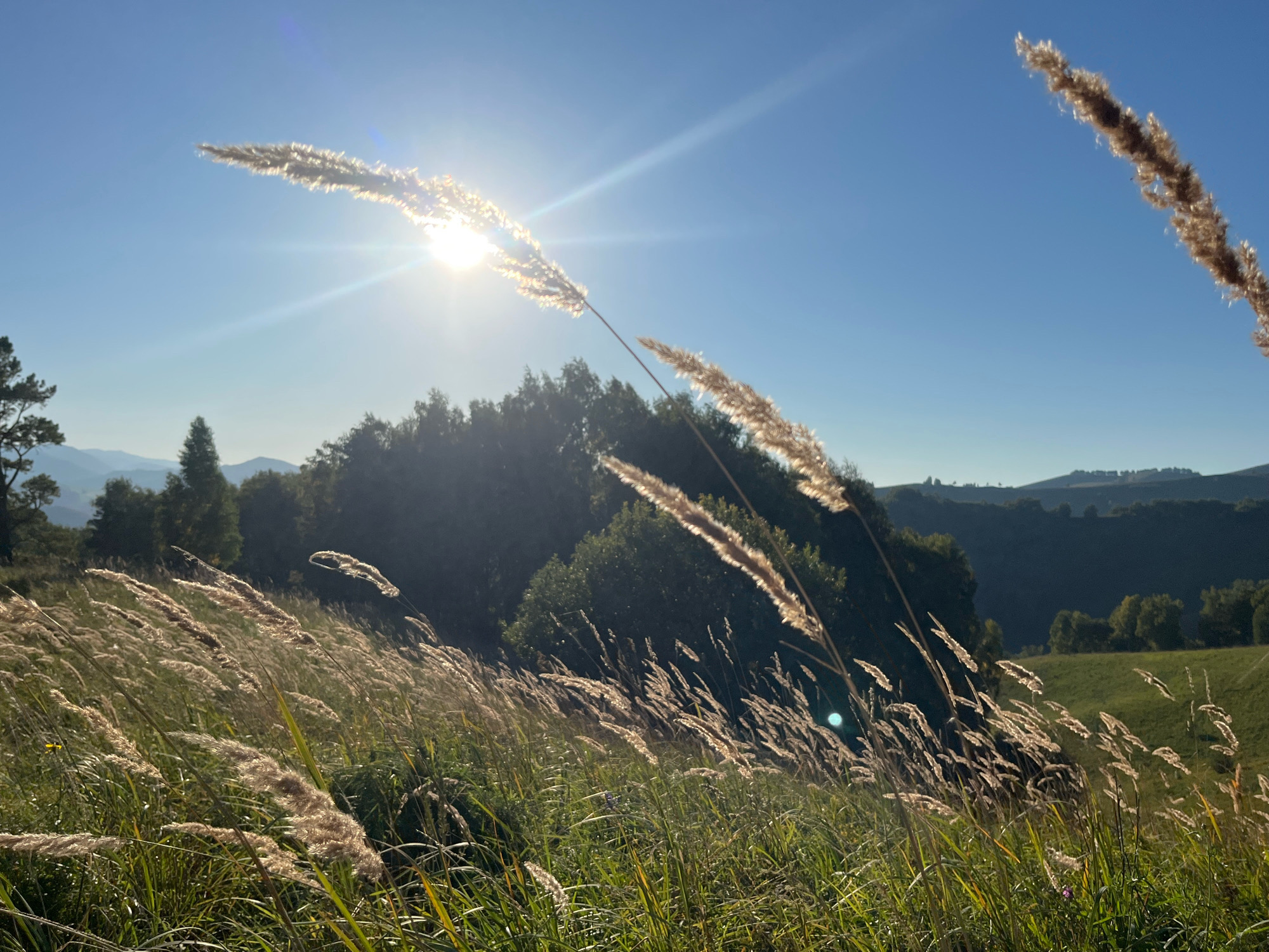 The image depicts a natural landscape with tall, dry grasses in the foreground, silhouetted against the bright sun. The sun, a prominent lens flare in the upper left quadrant, casts a warm glow over the scene and creates light streaks across the clear blue sky. Behind the grasses, a dense line of dark green trees forms a backdrop, with rolling hills in the distance under the bright sunlight. The location is identified as Nizhnekayancha, Russia, suggesting a rural or natural setting within that region. There are no people, animals, or man-made structures visible in the image.