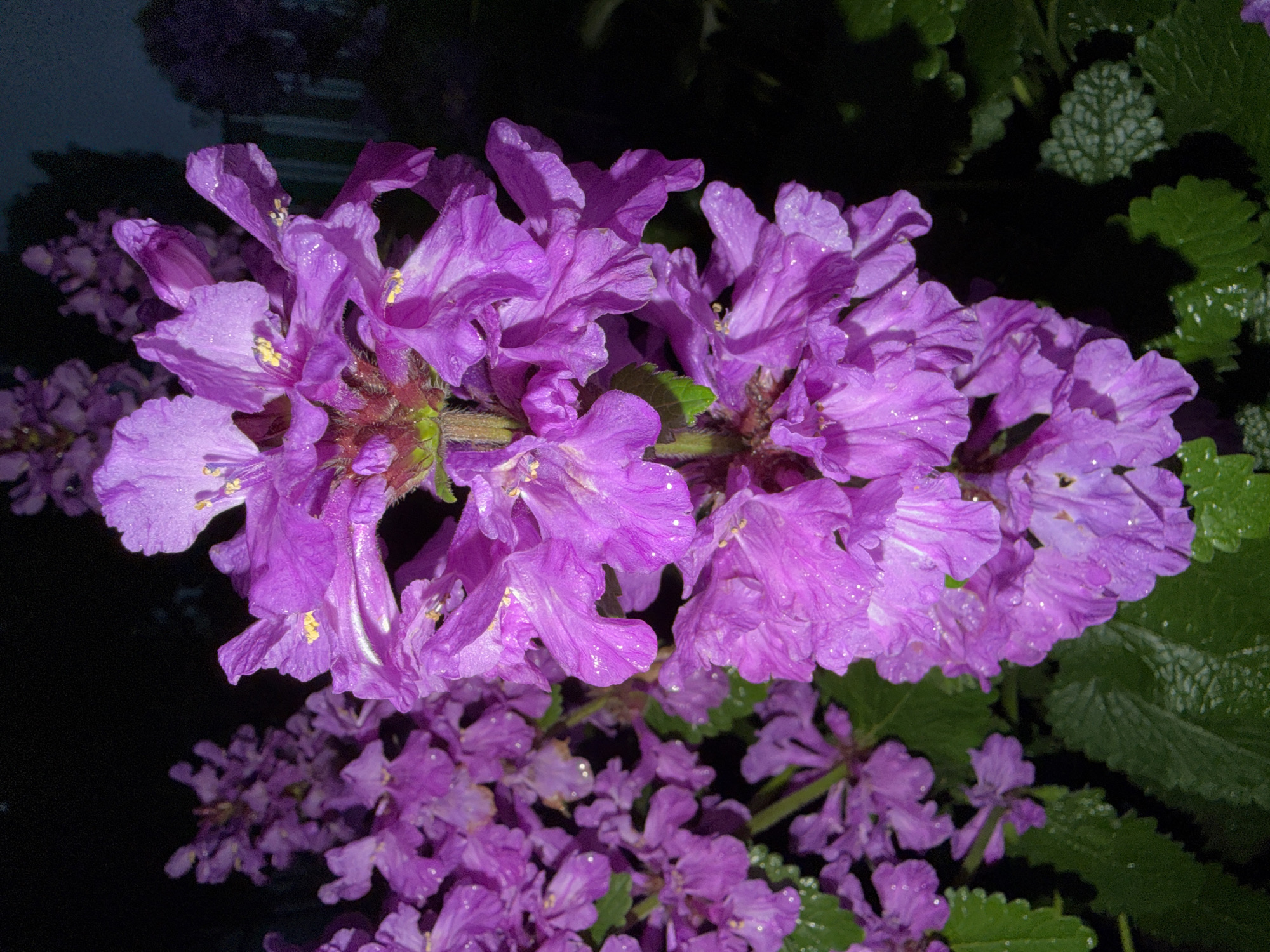 A close-up, low-angle shot captures a cluster of vibrant purple flowers, possibly Betonica officinalis, in full bloom at night. The flowers are densely packed along a central stalk, with delicate petals appearing slightly wet, suggesting recent rain or dew. Small yellow stamens are visible within some of the blossoms. The background is predominantly dark, with hints of greenery and other out-of-focus purple flowers, creating a sense of depth. The overall lighting suggests an artificial light source, likely a flash, illuminating the foreground flowers while leaving the surroundings in shadow. The location is identified as Shemdordan, Russia. There are no people or animals present in the image.