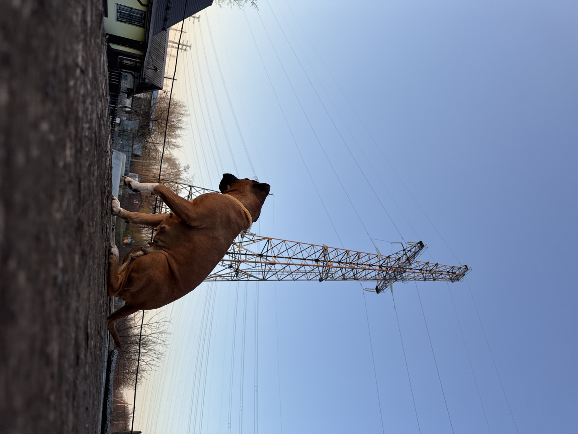 A medium shot oriented vertically captures a tan-colored dog standing on a concrete surface, with a house, an electrical pylon, and power lines in the background. The dog is positioned on the left side of the frame, facing to the right. An electrical pylon, constructed of metal lattice, rises tall against a blue sky, with numerous power lines extending horizontally from it. Behind the dog and to the left, a house with a dark roof is partially visible. Leafless trees are scattered throughout the background. The scene suggests an urban landscape, identifiable as Chaikovsky, Russia, due to the presence of infrastructure elements common to the city.