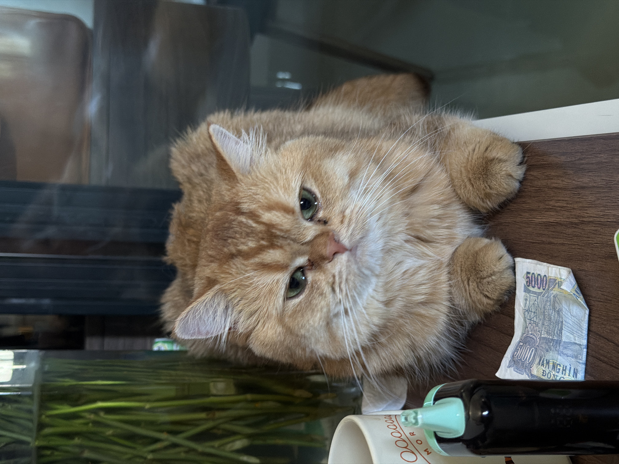 An orange cat is lying on a wooden table. To the left of the cat is a vase with green stems and a white mug with red lettering. In front of the cat, there is a black bottle with a green cap and a folded banknote. The scene appears to be indoors, possibly in a cafe or restaurant in Da Nang, Vietnam, given the presence of Vietnamese currency. The lighting suggests it is daytime. The cat is looking towards the viewer with a calm expression.
