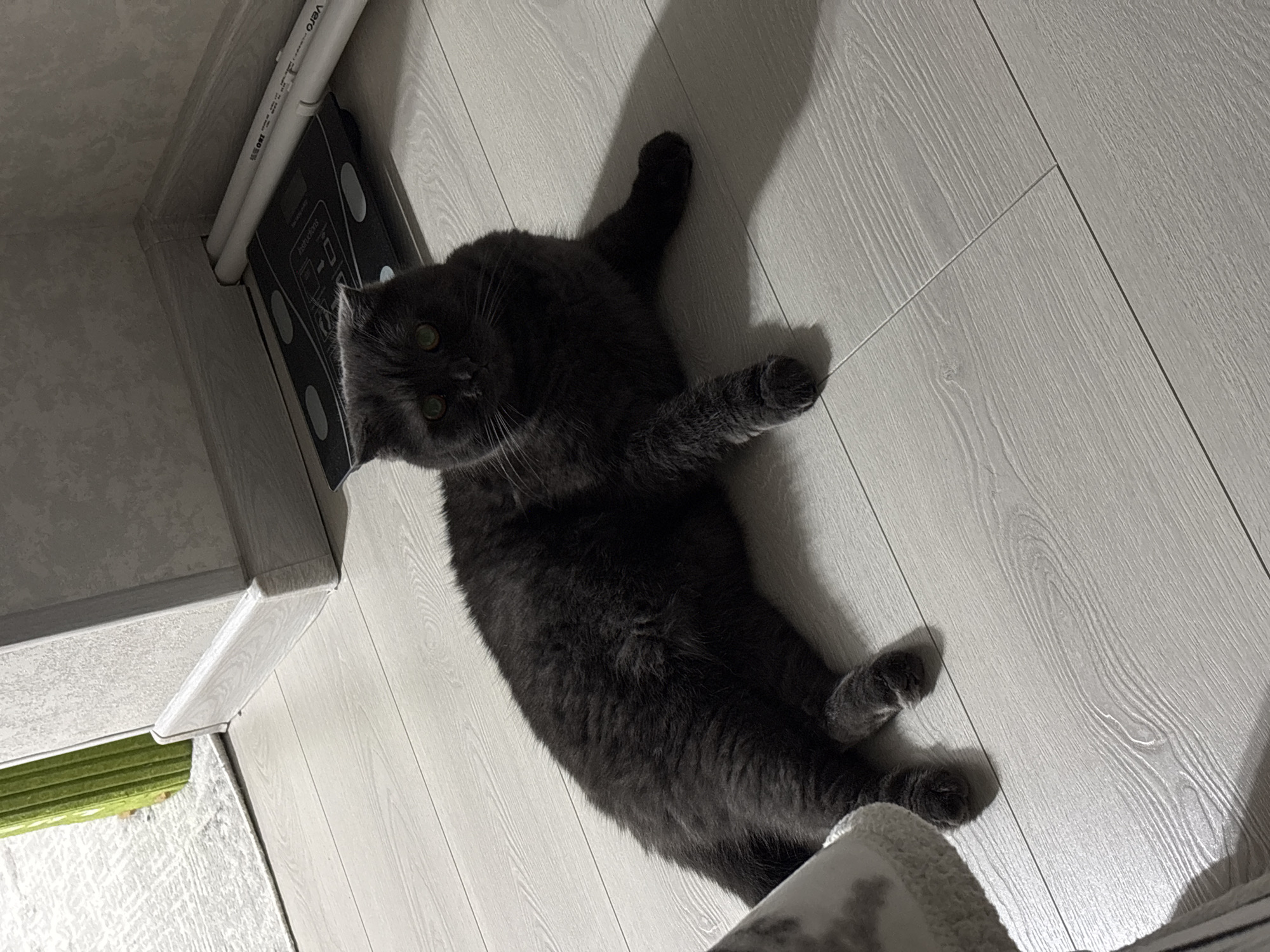 A dark gray cat is lying on a light-colored wooden floor. The cat is on its back with its paws in the air. Its eyes are open and looking at the camera. The cat has green eyes and is a shorthair breed.
The background is a light-colored wooden floor with a visible wood grain pattern. To the left of the cat, there is a white pipe and a dark gray digital scale. The scale has a display and several buttons, but the text on it is not clearly legible. A shadow of the cat is cast on the floor to the right.
The lighting suggests it is indoors, possibly in the evening or with artificial lighting, given the distinct shadows. The overall scene conveys a sense of domesticity and relaxation. No specific weather conditions are apparent. The location context provided is Tashkent, Uzbekistan.