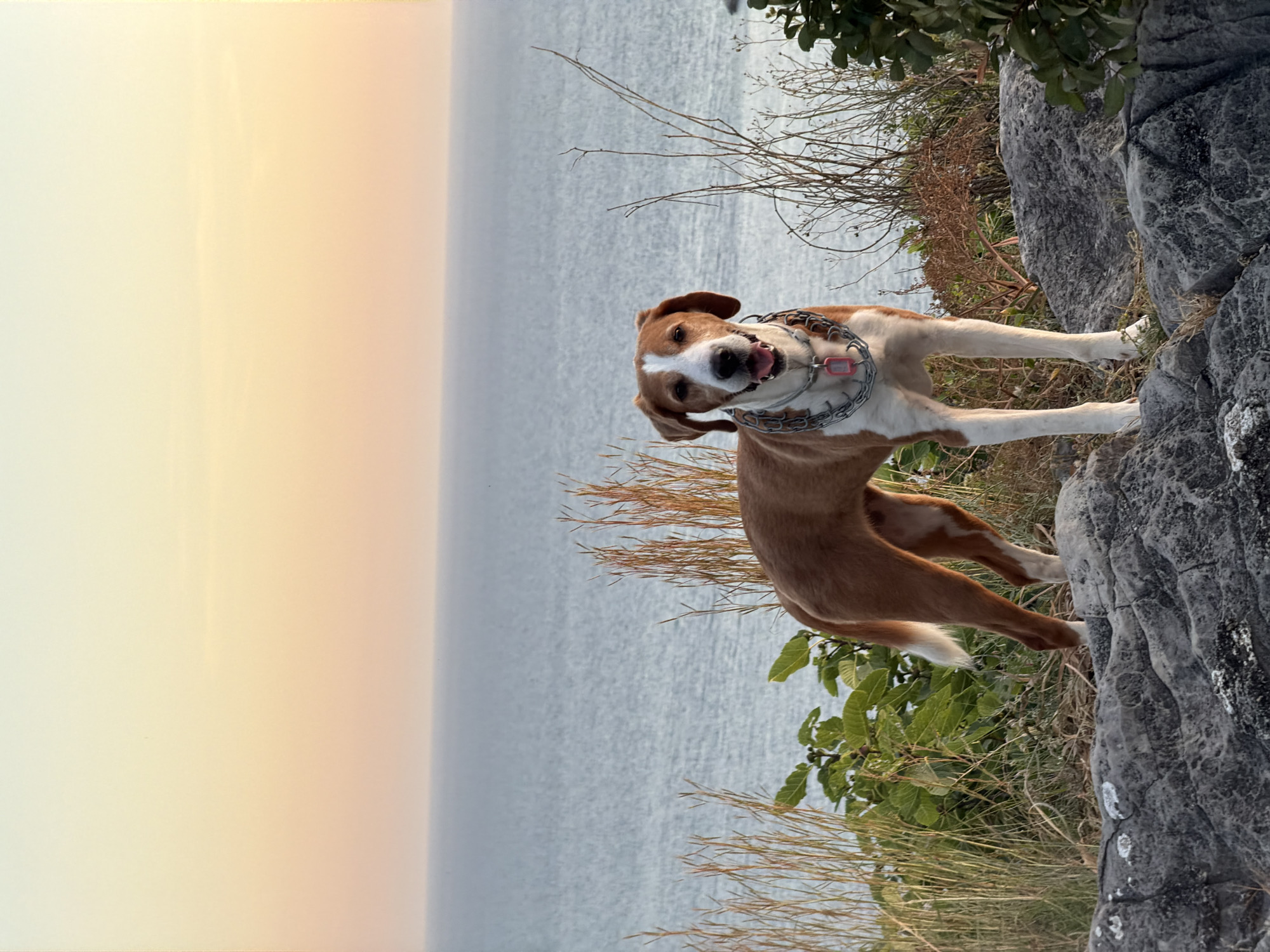 An outdoor, eye-level, full-frame image captures a medium-sized, short-haired mixed-breed dog standing on a rocky outcrop overlooking the sea at either sunrise or sunset, located in Petrovac centar, Montenegro. The dog, predominantly brown with white markings on its muzzle, chest, belly, legs, and tail tip, faces directly towards the viewer with its mouth slightly open, revealing its tongue, and appears alert. It wears two distinct metal chain collars; one is tighter and features a small pink identification tag, while the other is looser and rests outside the first.
The foreground consists of textured, gray rock formations with patches of white lichen or mineral deposits. Various types of vegetation emerge from the rocky terrain, including tall, dry, yellowish-brown grasses on the left, a leafy green bush with broad leaves in the center-left, and sparse, dry, twiggy shrubs on the right.
Behind the dog and foreground elements, the calm, blue-gray expanse of the Adriatic Sea extends horizontally to meet a distant horizon line. The sky above the sea displays a soft gradient, transitioning from a light yellow and cream at the top, blending into a warm peach and orange hue in the middle, and becoming a very pale pinkish-blue directly above the horizon. The overall lighting is soft and warm, consistent with the golden hour.