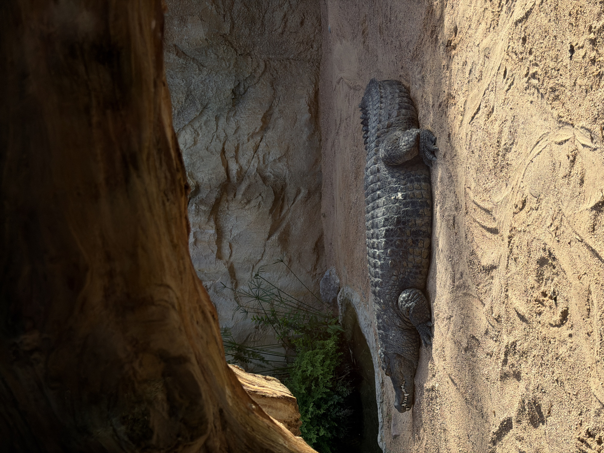A top-down shot taken in Mislata, Spain, depicts a crocodile resting on sandy ground near a rock wall and greenery. A large, dark tree trunk is positioned on the left side of the frame.