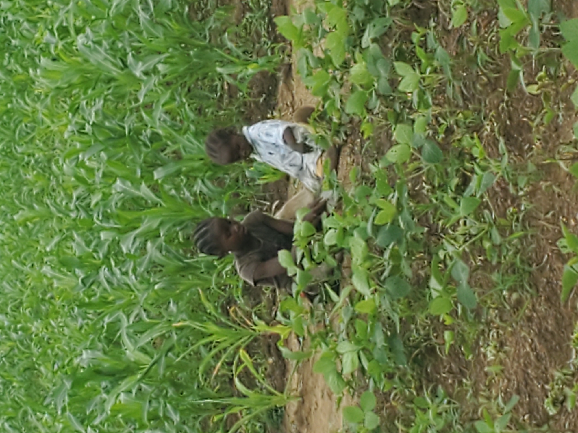 The image depicts two young children sitting in a field of crops, likely in Kabwir, Nigeria. The children are positioned in the foreground, with a dense field of green corn stalks extending into the background. The child on the left is wearing a dark-colored t-shirt and appears to be digging or examining something in the soil. The child on the right is wearing a light blue collared shirt and is also looking down, possibly interacting with the ground or the other child. The ground appears to be dry and sandy in some areas, with low-lying green plants in front of the children. The lighting suggests it may be daytime, with overcast conditions.