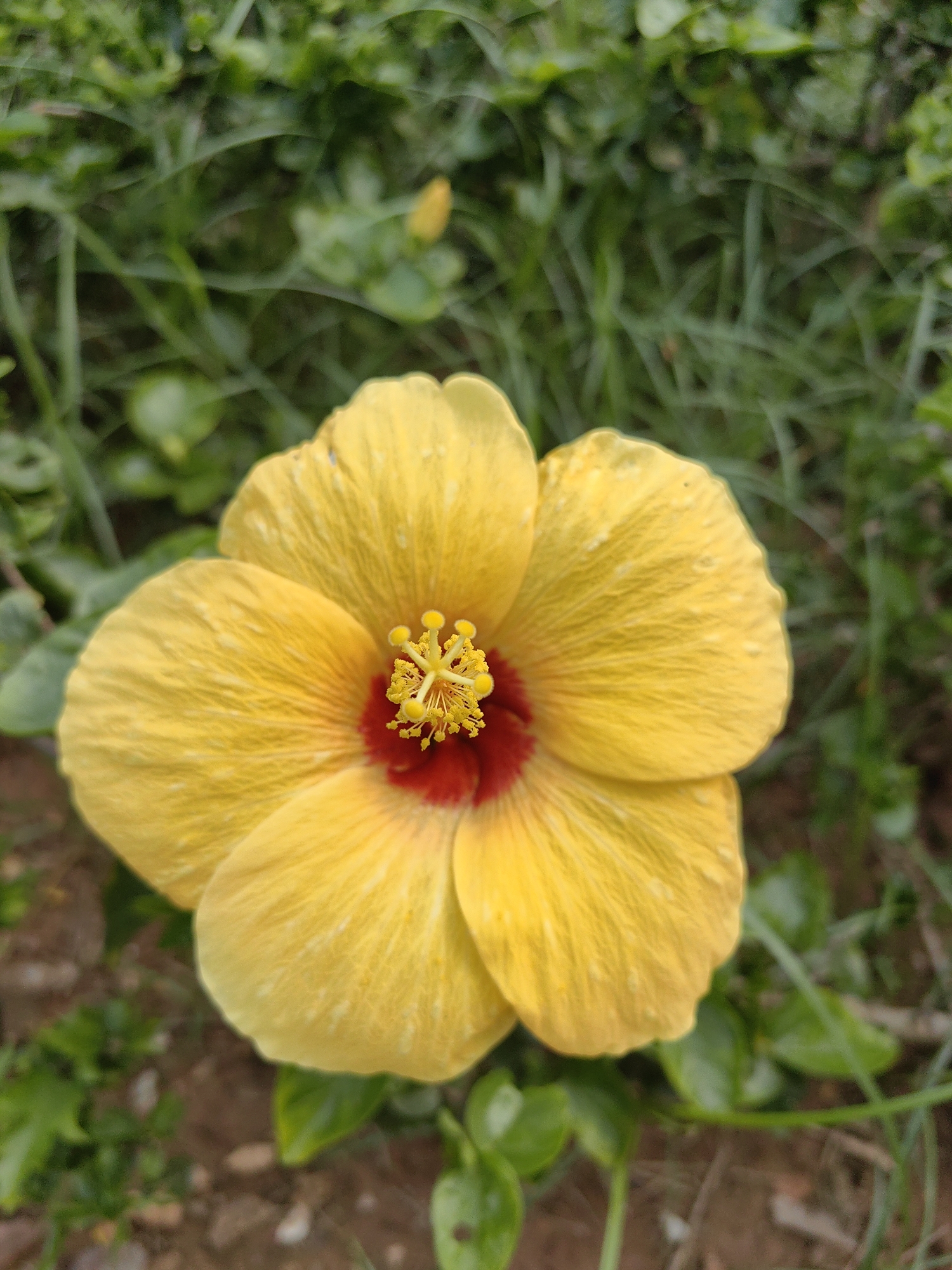 A close-up shot shows a vibrant yellow hibiscus flower with a deep red center, set against a backdrop of greenery and hints of brown soil. The flower is in full bloom, displaying its intricate stamen structure. The setting appears to be an outdoor garden or natural environment. The image was taken in Hong Gai Ward, Vietnam.