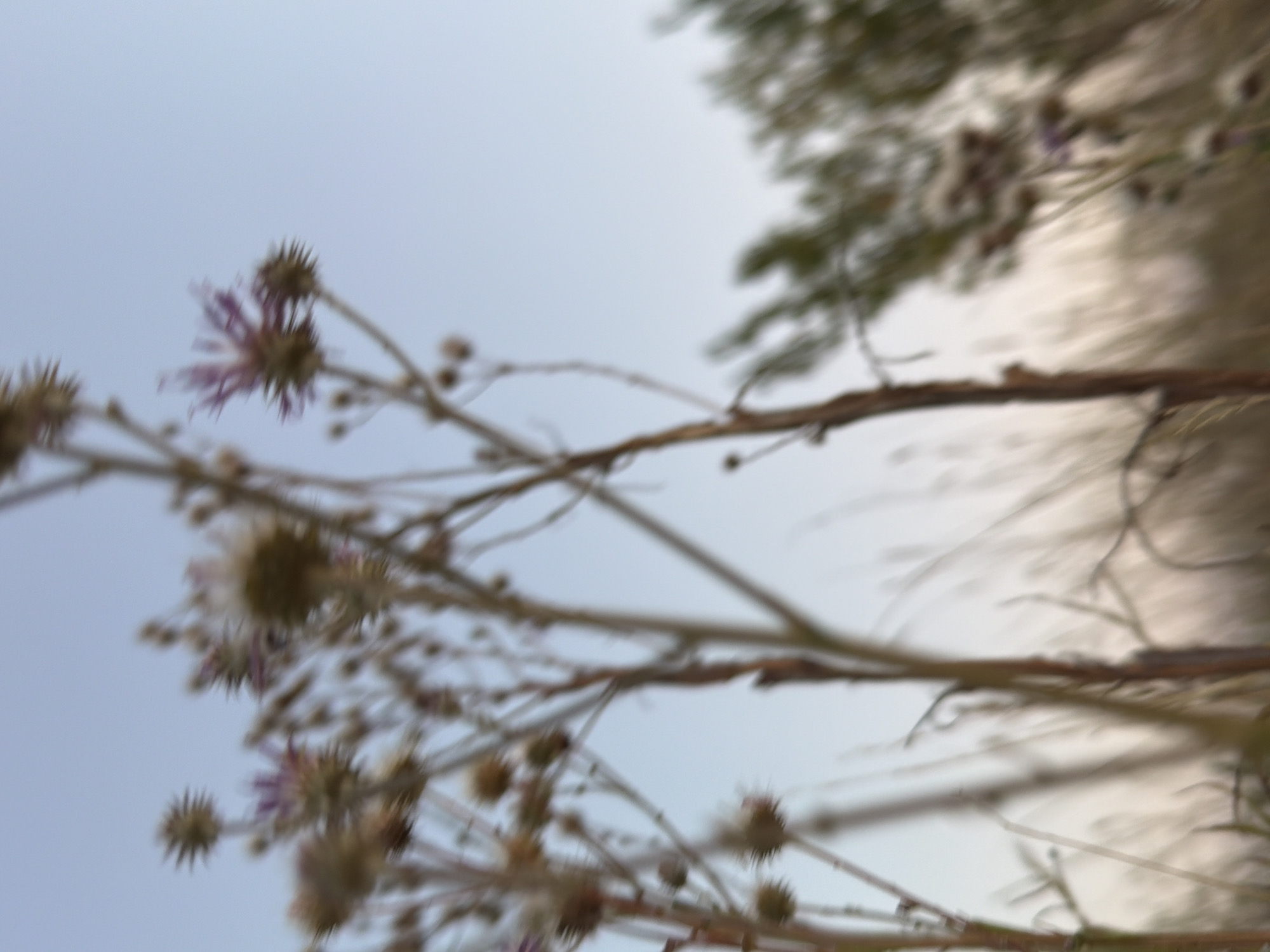The image shows a close-up, blurred view of several thorny plants with purple and brown flower heads against a pale blue sky. The plants have thin, brown stems and are clustered together. In the background, other blurry green foliage and grasses are visible. The overall impression is of wild vegetation, possibly in a natural or unkempt area. The provided information states the location is the city of Kamyshin, Russia, suggesting this is an outdoor scene within that area.