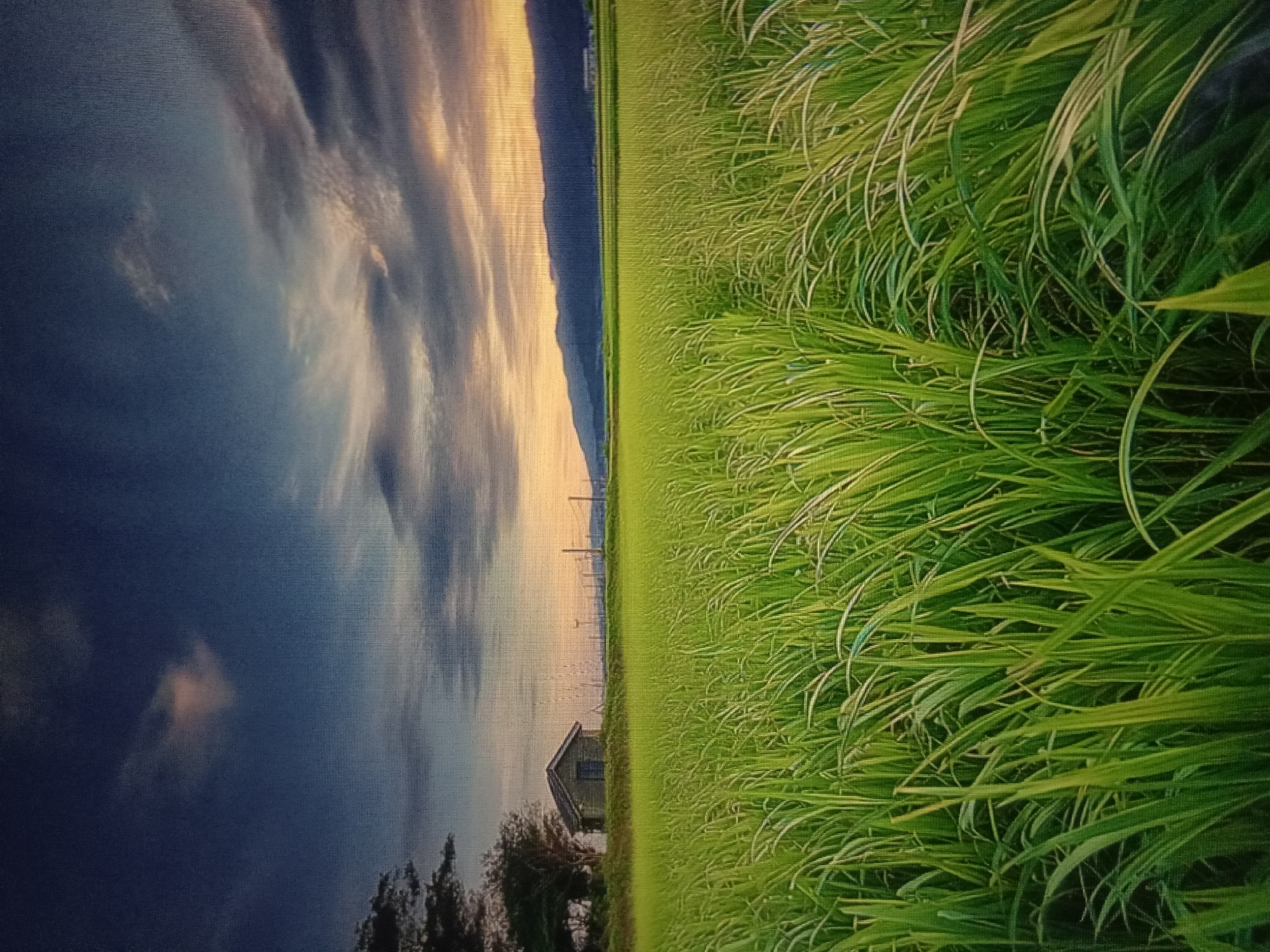 The image displays a vertical, panoramic view of a lush green field bordering a mountainous landscape under a cloudy sky. On the left side of the image, tall green grass fills the frame, swaying gently. The right side of the image depicts a distant mountain range silhouetted against a sky with dramatic clouds illuminated by sunset or sunrise colors. A small, isolated house with a pitched roof is visible in the middle ground, nestled between the field and the mountains. The image appears to be taken from a slightly elevated perspective, looking out over the field and towards the horizon. The scene evokes a sense of rural tranquility and natural beauty. This image does not depict the city of Qorowul, Uzbekistan.