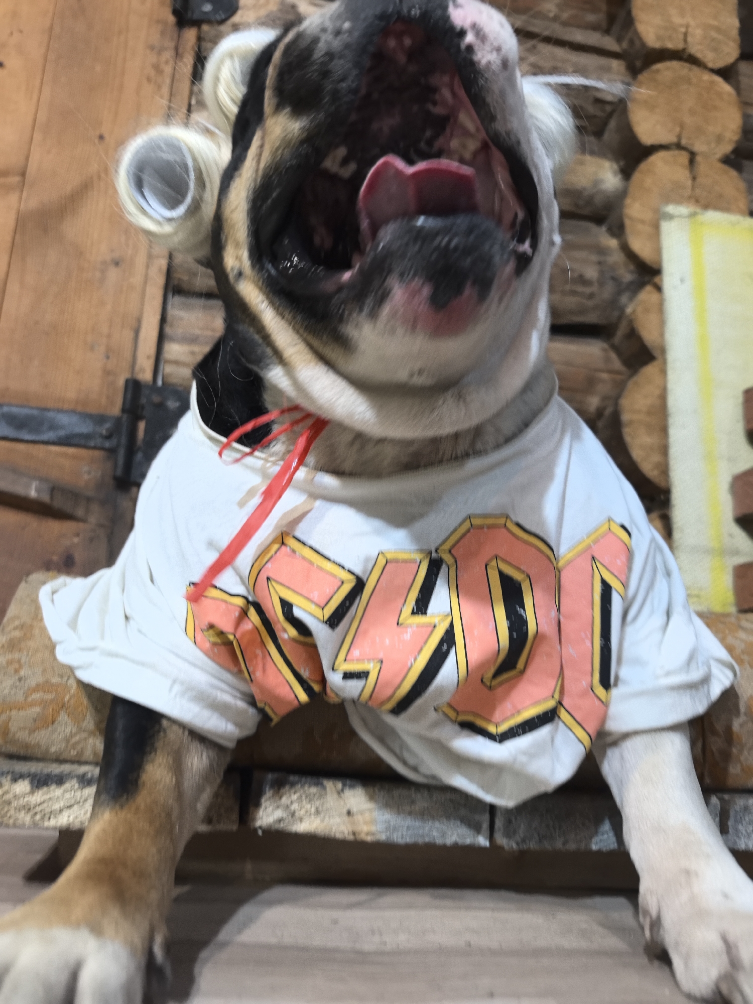 A close-up, low-angle shot shows an English Bulldog wearing a white t-shirt with an AC/DC graphic, positioned on a wooden surface against a log cabin wall. The dog has blonde curlers on the side of its head, and a red ribbon is tied around its neck. Its mouth is wide open, revealing its tongue. The environment appears rustic, with the log cabin wall as the backdrop. The location in the city of Noviy, Russia is not discernible from the image.