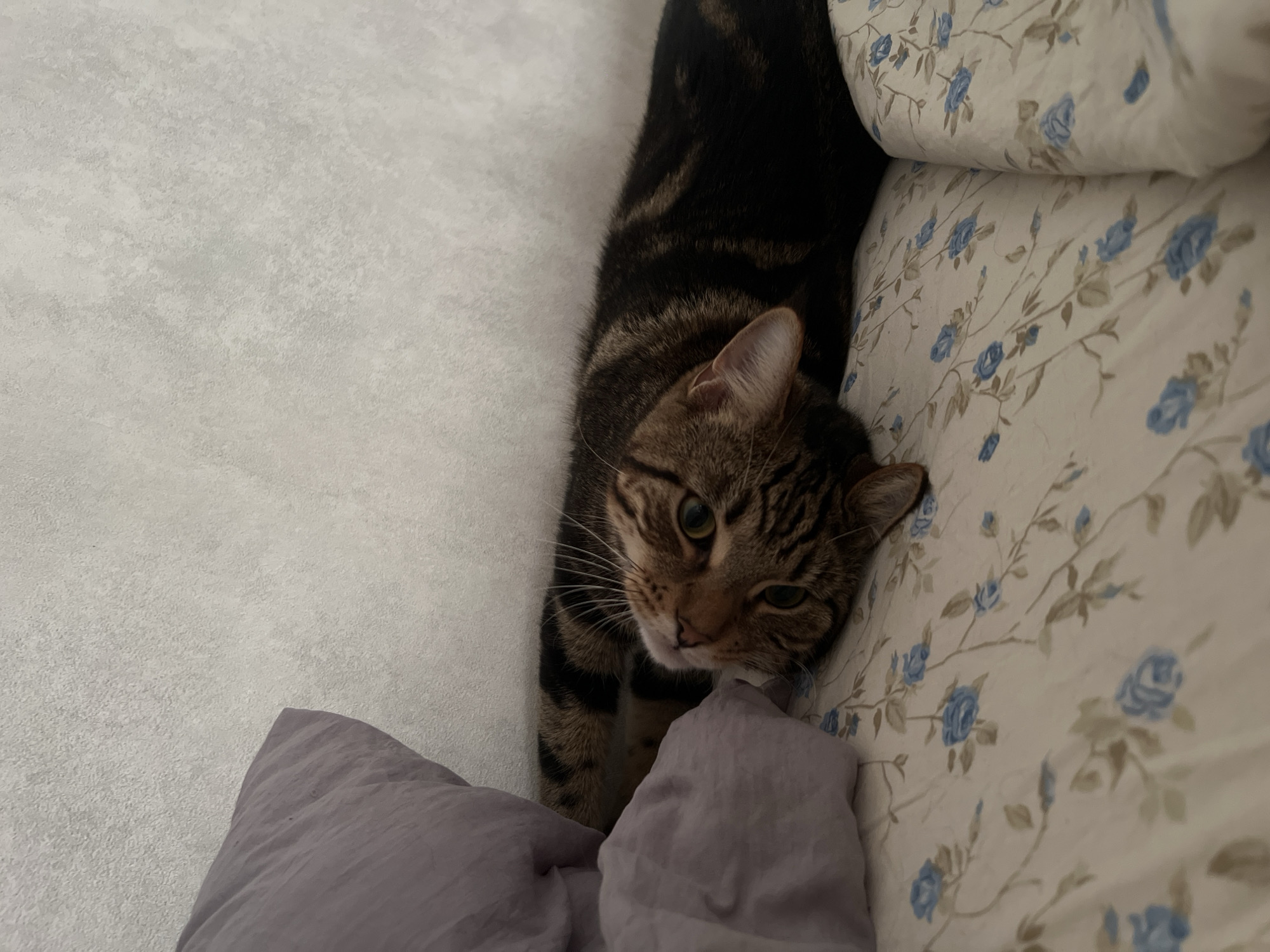A tabby cat is lying on its side on a bed with a floral print. The cat's head is turned towards the camera, and its eyes are open. A purple pillow is visible to the left of the cat. The background is a textured, light-colored wall. The image was taken in Nizhny Novgorod, Russia.