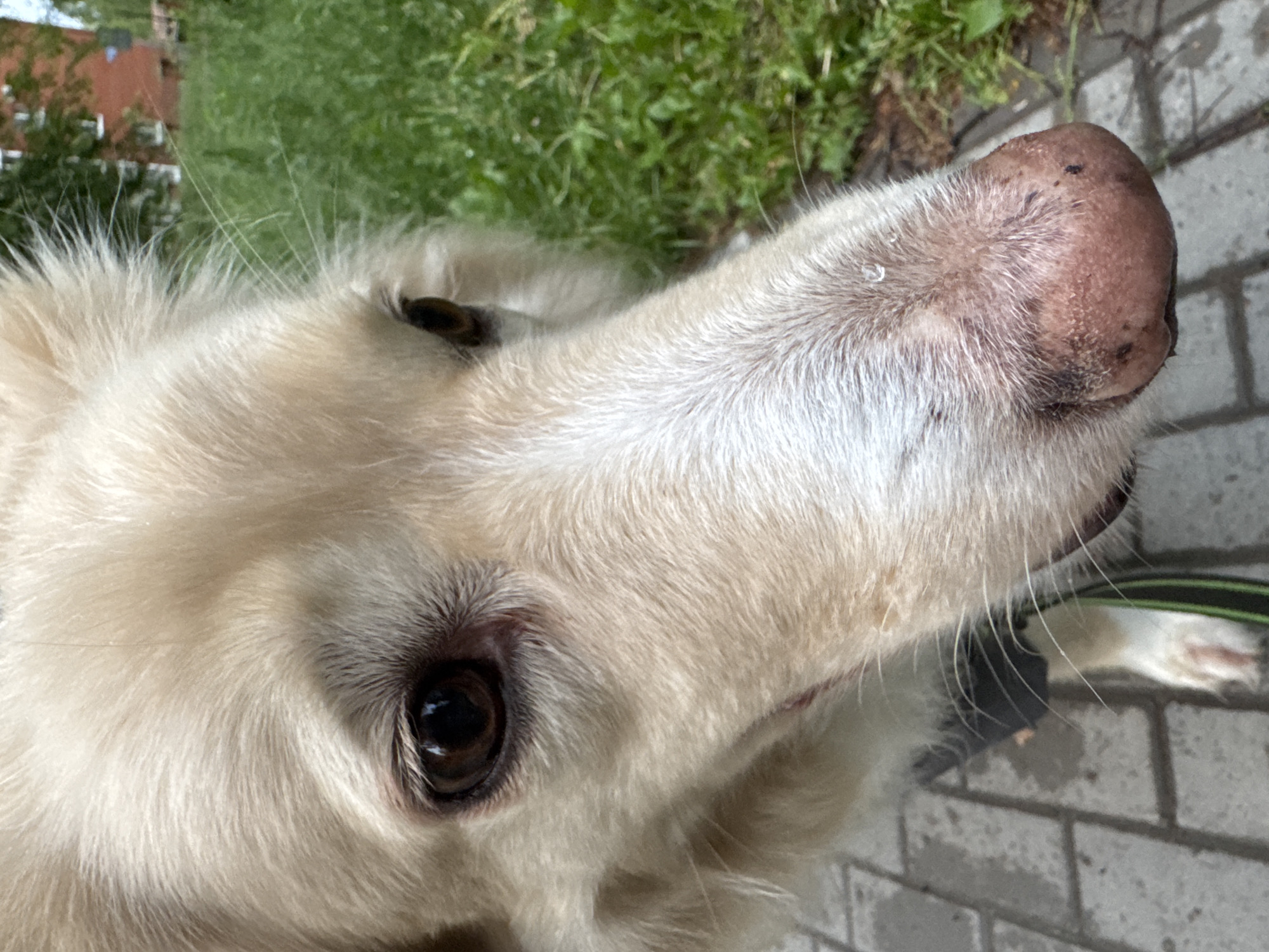 The image presents a close-up, high-angle portrait of a light-furred dog, likely a Golden Retriever or similar breed, looking upwards with an attentive expression. The dog's head dominates the frame, with its right eye and snout prominently featured. Its fur is a creamy white or pale blonde, appearing soft and fluffy.
The dog has a large, dark brown eye that reflects a small light source, suggesting natural daylight. Distinct whiskers extend from its snout. The nose is a wet, pinkish-brown color, showing some minor speckles. A small, clear droplet of liquid rests on the fur just above the right nostril.
A portion of a green and black striped collar or leash is visible under the dog's chin. The blurred background features green foliage and grass, while the ground beneath and to the right of the dog is paved with light-colored bricks or pavers, indicating an outdoor setting such as a sidewalk or garden path. The lighting suggests it is daytime, possibly overcast or with indirect sunlight. There is no visible text in the image.