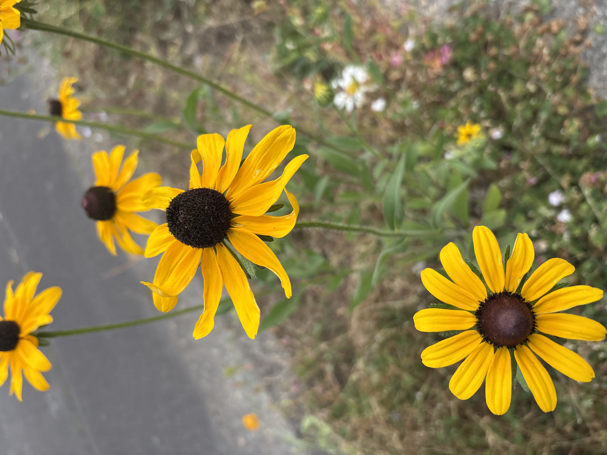A close-up, eye-level shot captures a cluster of Black-Eyed Susans (Rudbeckia hirta) in full bloom, their vibrant yellow petals radiating from dark, prominent centers. The flowers are positioned in the foreground and mid-ground, with one particularly sharp bloom at the bottom center of the frame. Other Black-Eyed Susans are visible in the background, some in focus and others blurred, creating a sense of depth. Scattered amongst the yellow flowers are smaller, out-of-focus blossoms in white and pink, adding subtle color variation. The backdrop consists of dry, brown grass and greenery, suggesting a natural or slightly unkempt environment. A hint of a gray, paved surface, possibly a sidewalk or road, is visible in the upper left corner, suggesting an urban or suburban setting. The lighting is natural, with soft daylight illuminating the scene. The image appears to be taken outdoors in Beaverton, Oregon, United States of America, on a clear day. There are no people or animals visible in the image.