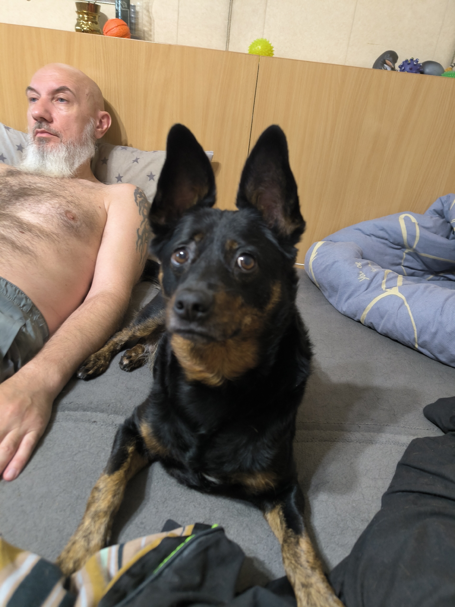 An adult male with a shaved head and a white beard lies on a bed next to a black and tan dog. The man is shirtless and wearing grey shorts. The dog is looking towards the camera with its ears perked up. A blue duvet with yellow patterns is visible on the bed. In the background, a wooden headboard is visible, with various small toys and decorative objects placed on a shelf above it. The scene appears to be indoors, likely a bedroom. The image does not provide any specific information or visual cues that would allow for its location to be identified as Mykolaiv, Ukraine.