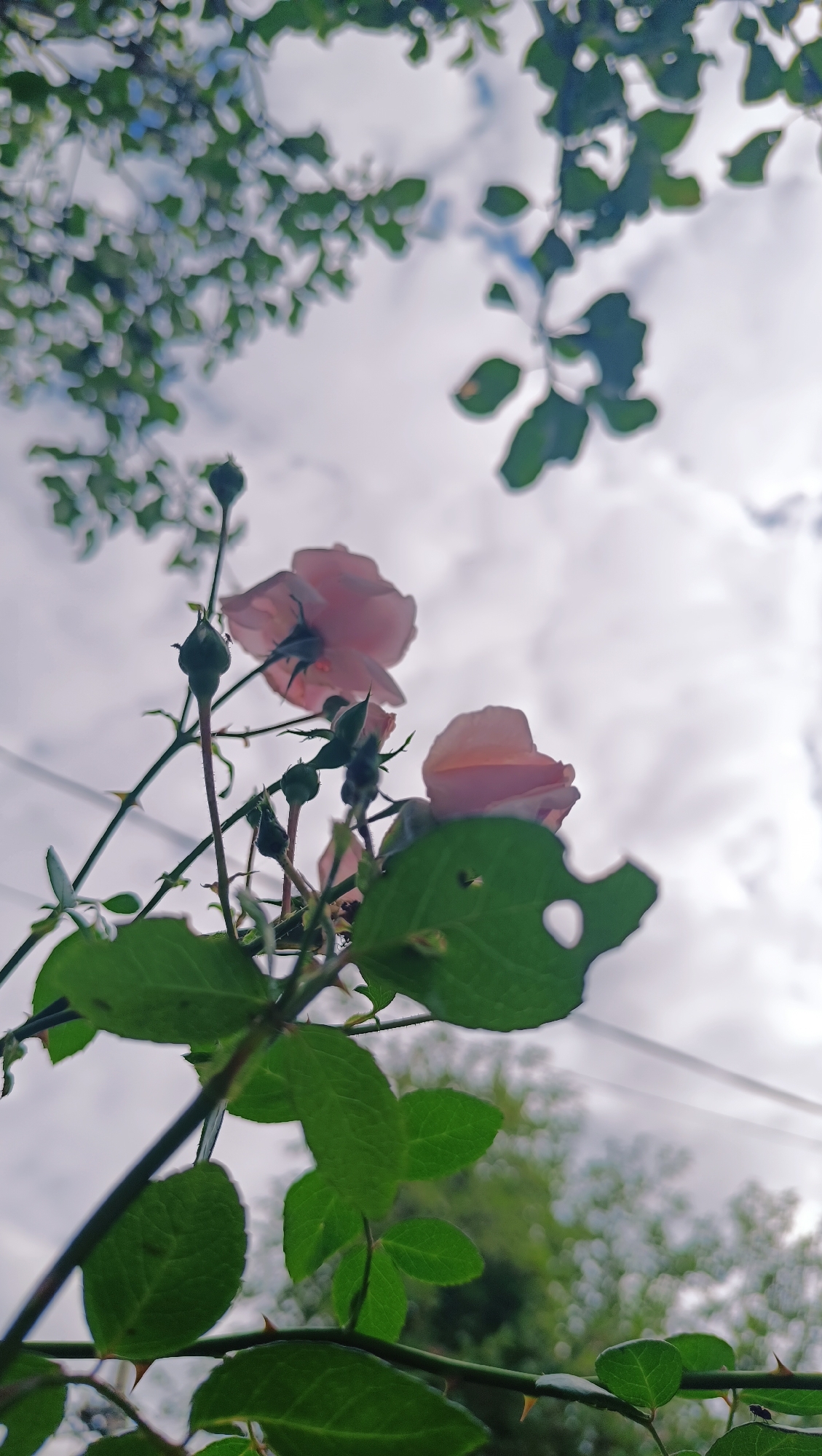 In Karsha, Russia, a low-angle shot captures a cluster of pink roses and their buds against a cloudy sky. The roses, with delicate petals, are in various stages of bloom and unfurling. Thorny rose stems and vibrant green leaves, some with small holes, frame the lower portion of the image. In the background, out-of-focus trees and a utility wire are visible.