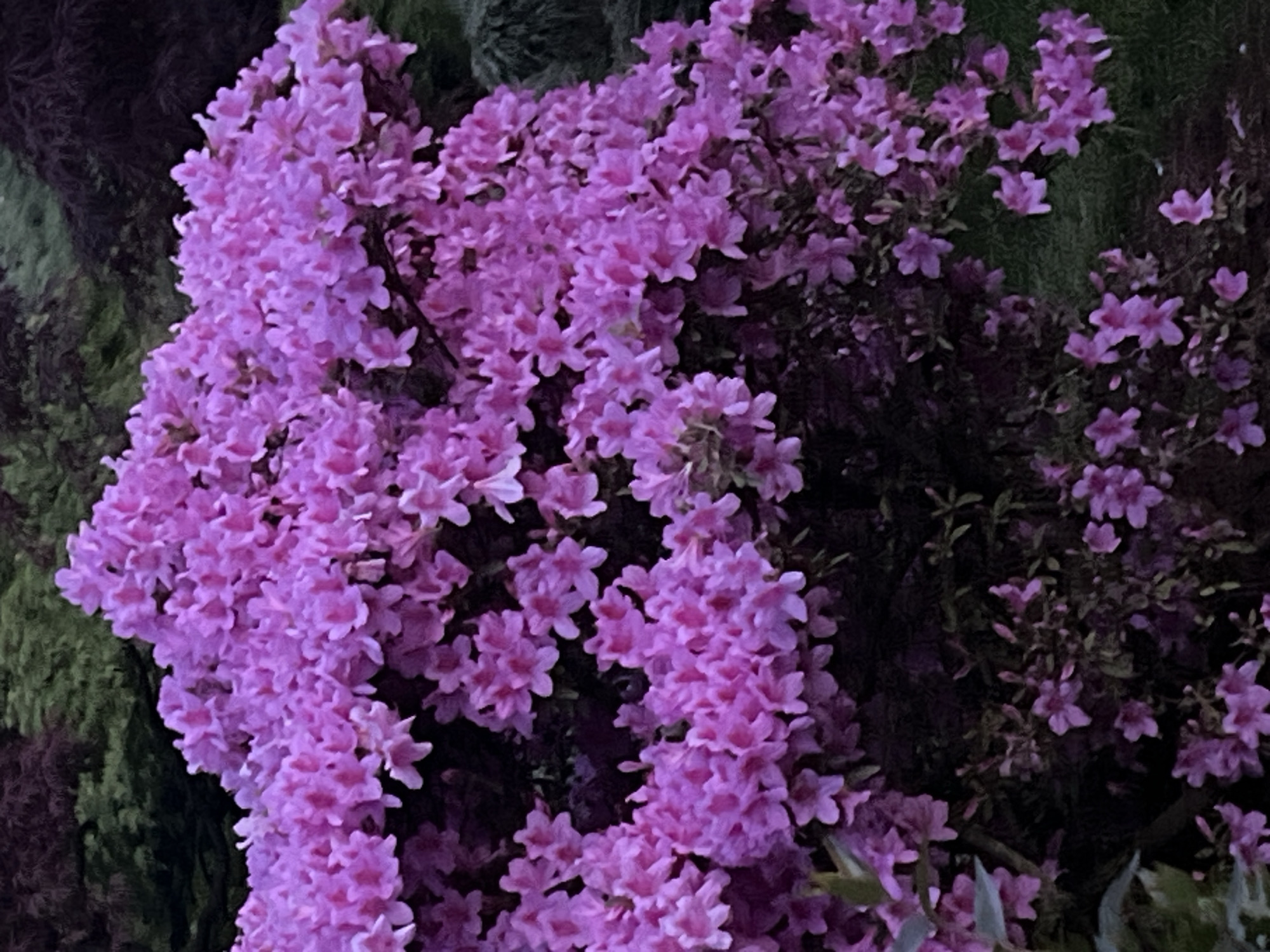 This close-up image showcases a vibrant display of numerous small, pinkish-purple flowers, likely belonging to a flowering shrub such as an azalea or rhododendron. The blossoms are densely clustered, forming a rich, cascading mass that dominates the left and central portions of the frame. Each flower features delicate petals, creating a soft, textured appearance.
The background consists of dark green foliage, which provides a striking contrast to the bright, almost luminous flowers. The lighting is soft and diffused, suggesting either an overcast day, a shaded area, or the warm hues of late afternoon or early evening. This gentle illumination enhances the saturation of the flower colors without harsh shadows.
The scene captures a moment of natural beauty, focusing solely on the intricate details of the blooming plant. There are no people, objects, or visible text present. The overall atmosphere is serene and visually appealing, representative of a lush garden or natural landscape, consistent with the location context of Batumi, Georgia. No specific activity or event is depicted beyond the natural state of flowering.