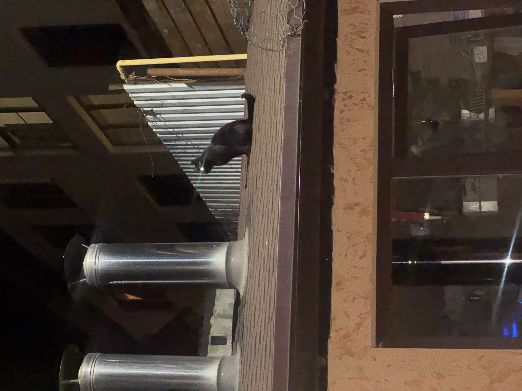 A black cat is perched on the edge of a corrugated metal awning in what appears to be an urban setting. Two cylindrical, metallic fixtures are mounted below the awning. A window with a dark frame is to the right, reflecting city lights. The awning is shaded, but the cat's face is illuminated. The structure around the awning and window appears to be constructed of wood. The surroundings are dimly lit, suggesting it is night. While it is impossible to verify this is Krasnaya Polyana, Russia, based on the image alone, it is a possible location.