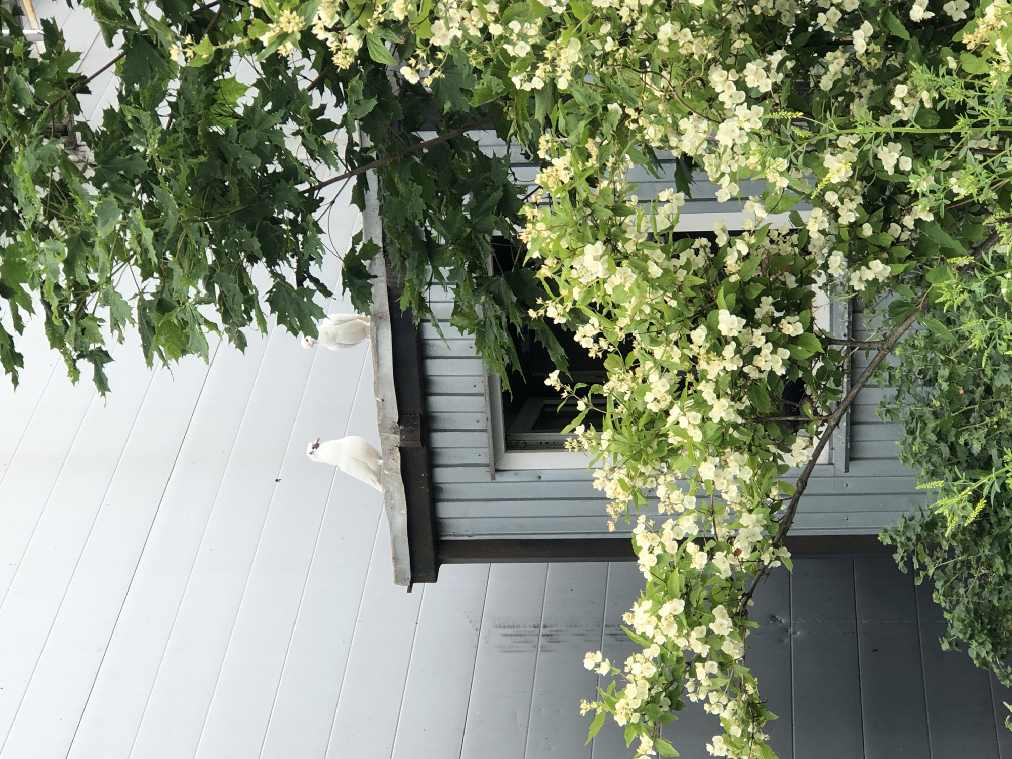 Two white pigeons are perched on the roof of a small, gray, corrugated metal structure. The structure has a window with a white frame. To the right of the structure, a large tree with green leaves and white flowers is visible. In the background, a modern, light gray building with horizontal siding can be seen. The scene appears to be outdoors, possibly in a garden or courtyard, with dense green foliage in the foreground.