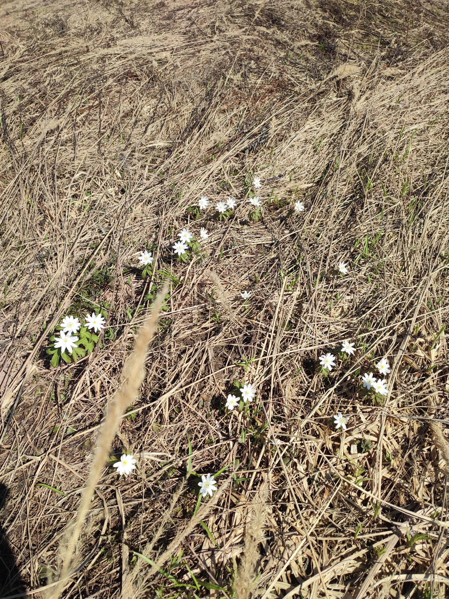 The image shows a field of dried grass and small white flowers. The grass is mostly brown and brittle, indicating it is likely old or dead. Scattered throughout the field are patches of green, indicating new growth. Several small white flowers with delicate petals are blooming amidst the grass. The lighting suggests it is daytime, and the scene appears to be outdoors in a natural setting.