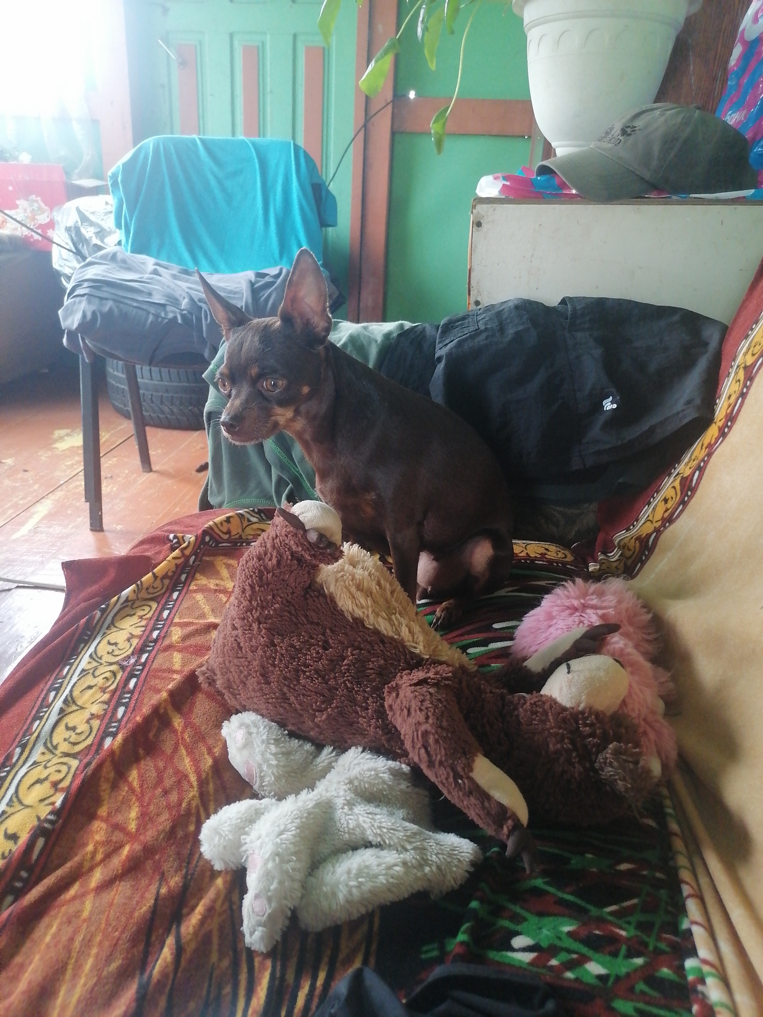 A small, dark brown dog with erect ears is sitting on a patterned blanket. The dog is looking to its left. In front of the dog are three stuffed animals: a brown sloth with beige accents, a white fluffy animal with pink paw pads, and a pink fluffy animal. The dog is positioned on a couch with a black fabric behind it. To the left of the couch, a chair with a black tire is visible. The background features a wooden floor, a green wall, and a white pot with a plant. A green baseball cap rests on a white surface in the upper right corner. The scene appears to be indoors, likely in a residential setting in Novopokrovka, Russia.