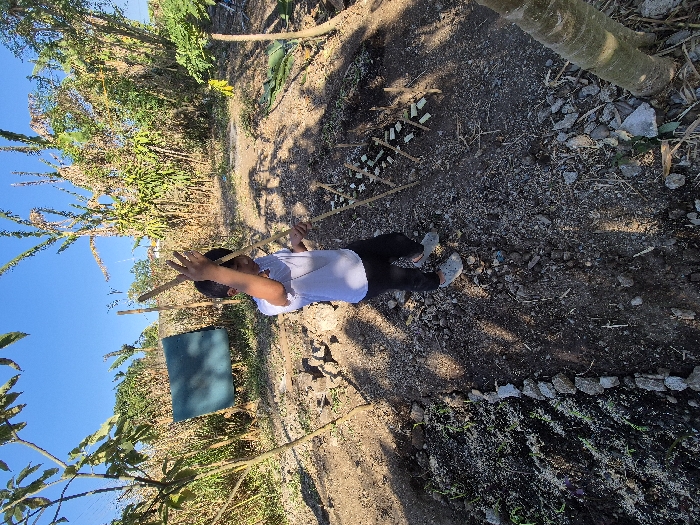 A young child, observed in Silang, Philippines, stands centrally in an outdoor garden setting under a clear blue sky. The child wears a white t-shirt, dark trousers, and light grey clogs, and is seen holding two slender, light-colored wooden sticks vertically with both hands. His gaze is directed downwards towards his hands and the ground.
The immediate ground surface is composed of dark, disturbed earth with scattered small rocks and plant debris. To the child's left, a defined garden bed runs parallel to the viewer, bordered by small stones, containing dark soil with numerous small green sprouts and white granular material. To the child's right, a small, constructed arrangement of sticks and small white rectangular objects is visible on the ground. A partial tree trunk is present in the lower right foreground.
In the mid-ground, behind the child, a dark green rectangular sheet or tarp hangs from unseen supports. Various mature plants and trees, including one with light green leaves on the left, are scattered throughout the scene. The background reveals dense, dry-looking vegetation, possibly corn stalks or tall grasses, with faint distant structures visible beneath the vegetation. Strong shadows are cast on the ground by the child and overhead foliage, indicating bright sunlight.