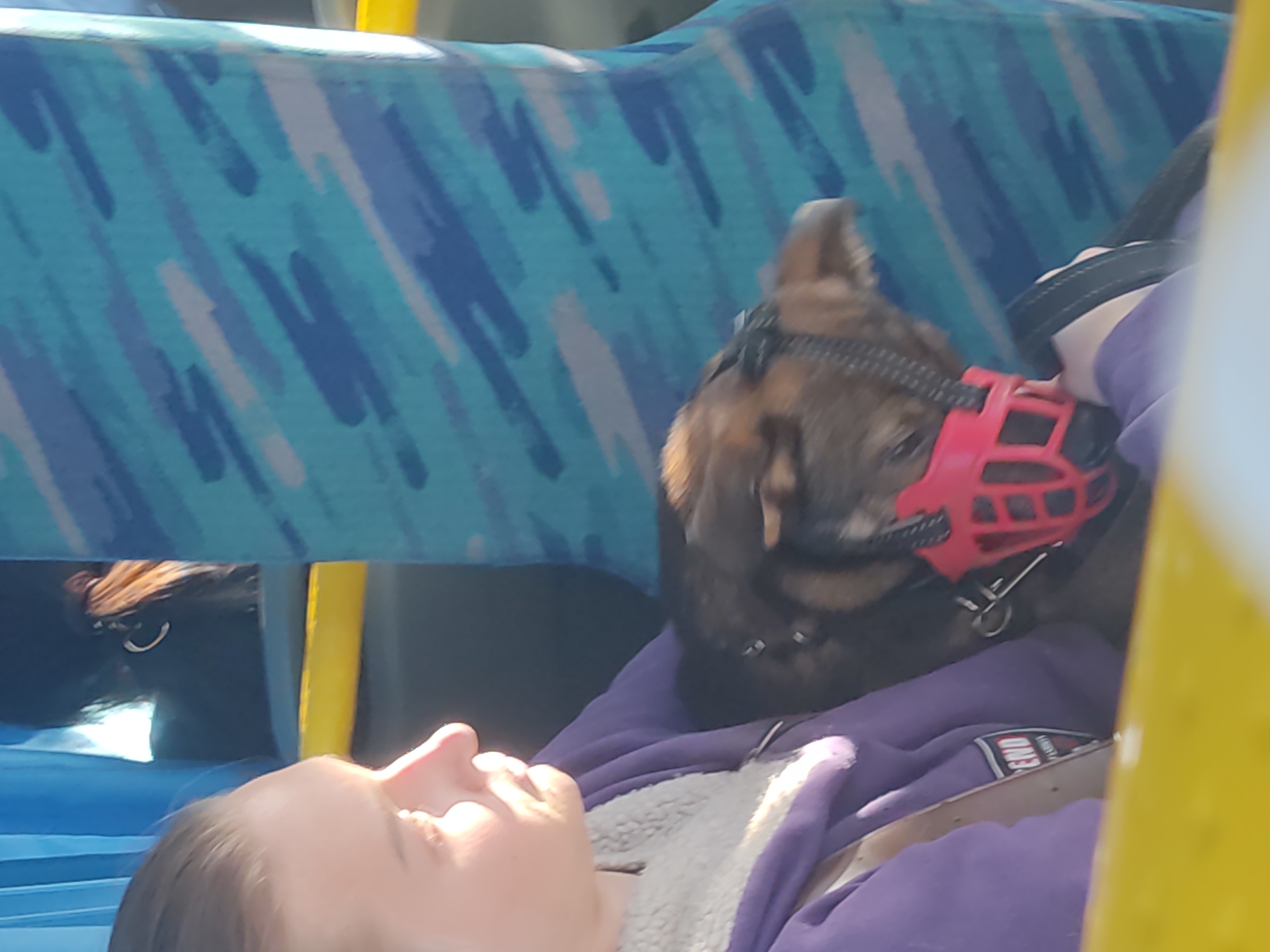 The image shows a person lying down on a bus seat with a dog lying on their chest. The dog is wearing a red cage-like muzzle. The seat has a blue and white patterned cover. The person is wearing a purple jacket with a white collar. The location appears to be inside a bus, but the city is unknown.