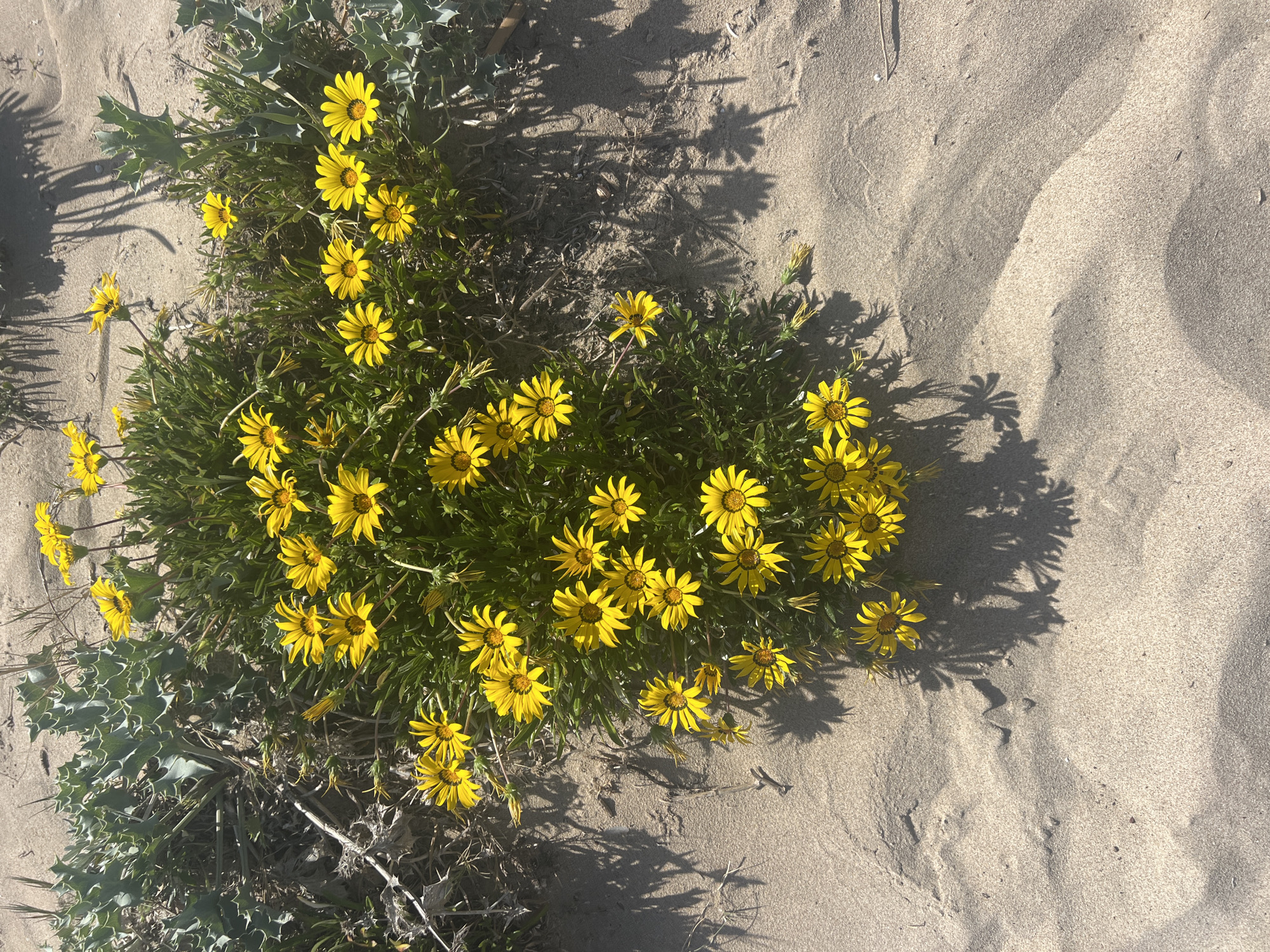 The image shows a cluster of yellow flowers with green foliage growing on a sandy surface. The scene is likely located at La Marina De Creixell, Spain, given the prompt's instructions. The sandy surface appears to be a beach or dune environment. The flowers are densely packed together, creating a visually prominent focal point in the image. Sunlight casts shadows of the flowers and foliage onto the sand, enhancing the texture and depth of the scene. There are no people or other objects present in the frame.